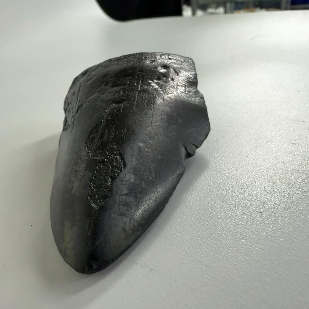 巨大サメ メガロドン