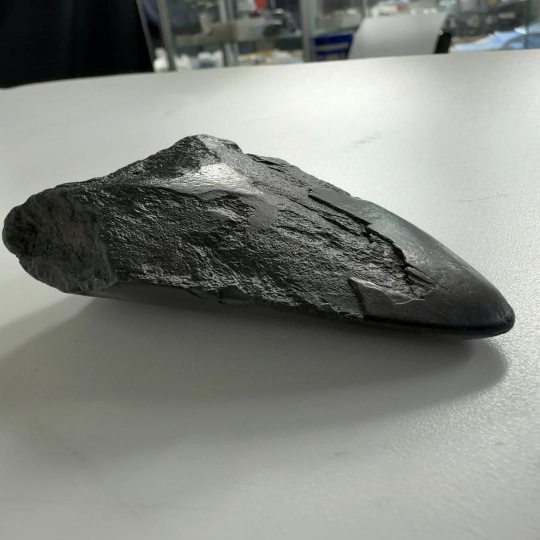 メガロドンの歯 化石