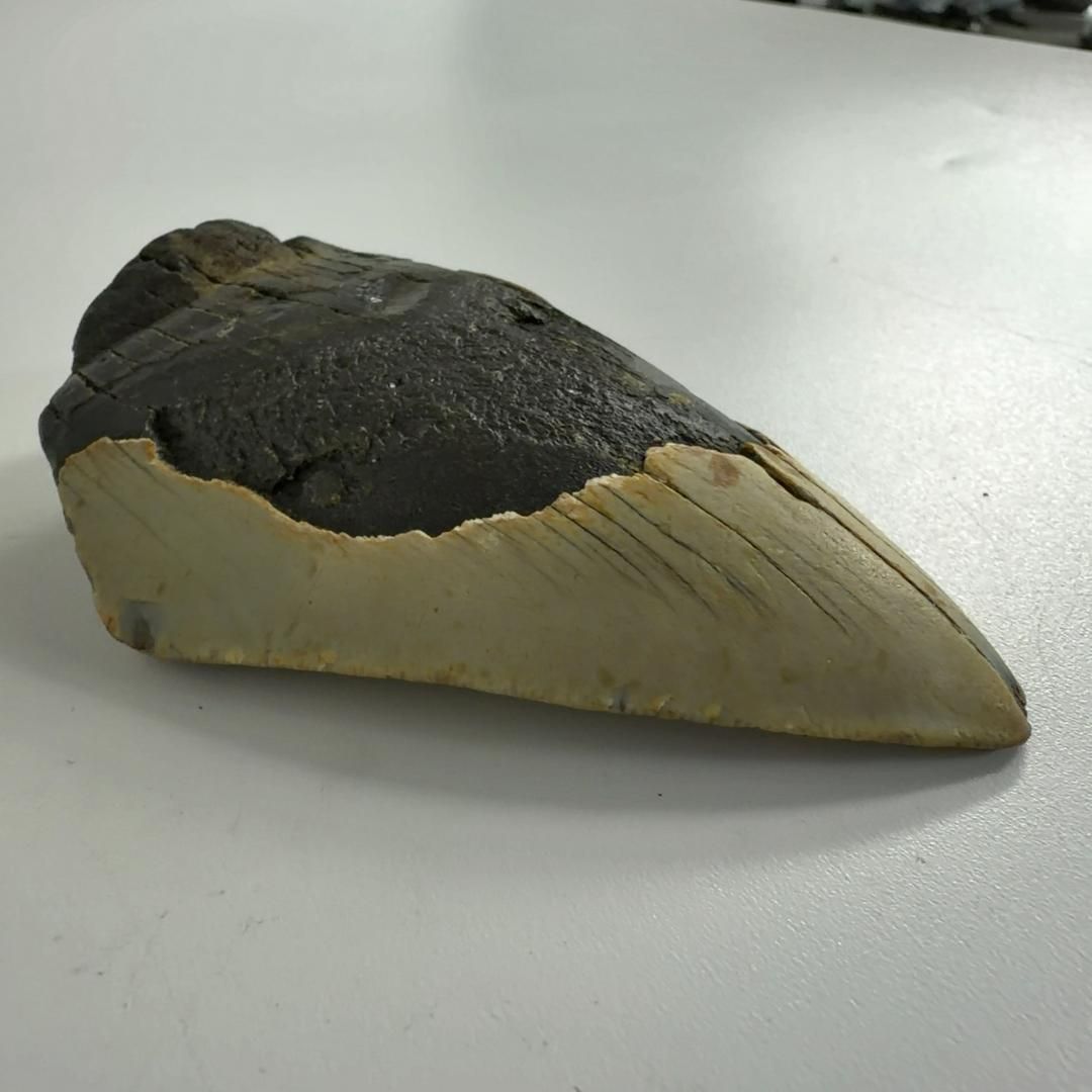 メガロドン 歯の化石