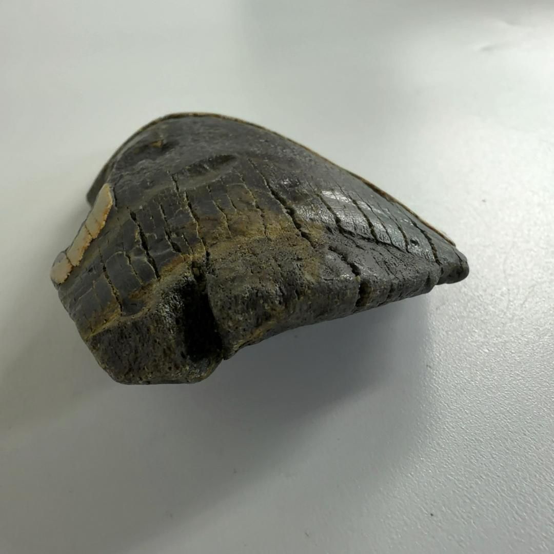 メガロドンの歯