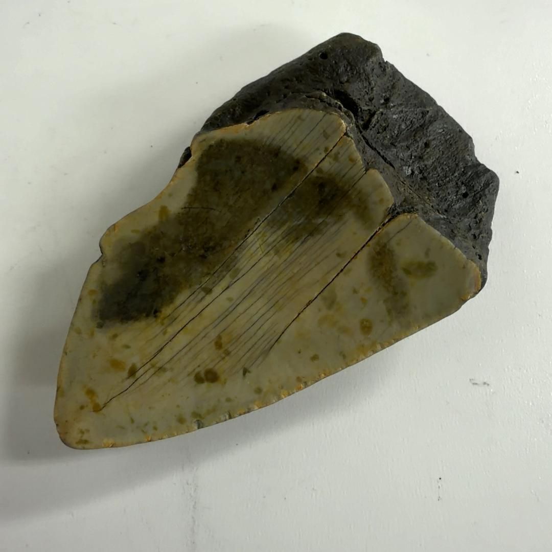 巨大サメ メガロドン