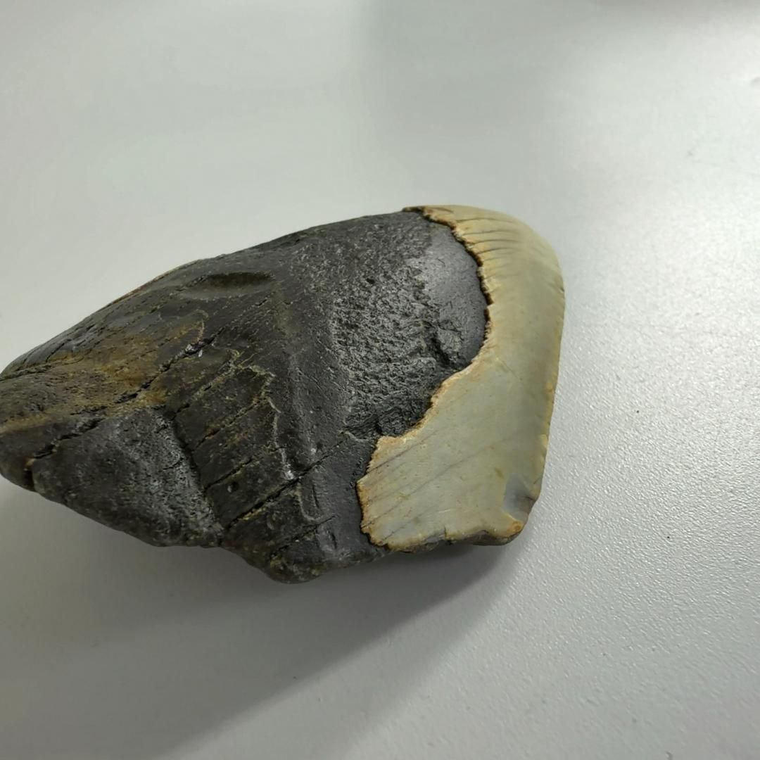  E34033 巨大サメ メガロドン 歯の化石 ムカシオオホオシロサメ メガロドンの歯 化石 アラーム時計 置物 インテリア小物