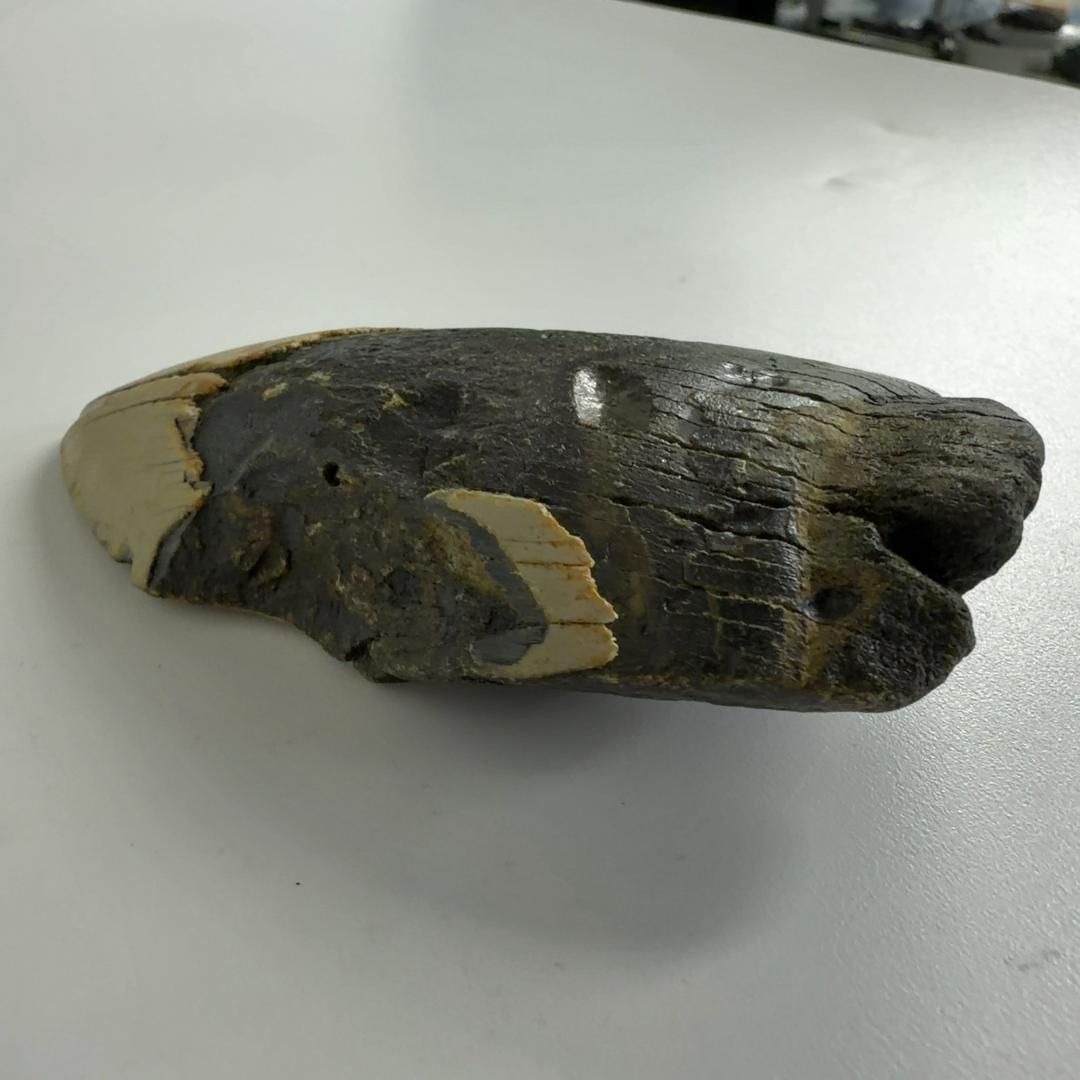 巨大サメ メガロドン