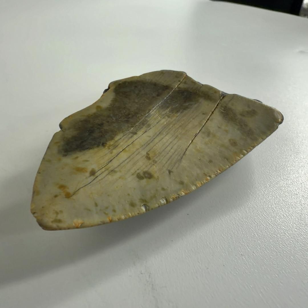 メガロドンの歯