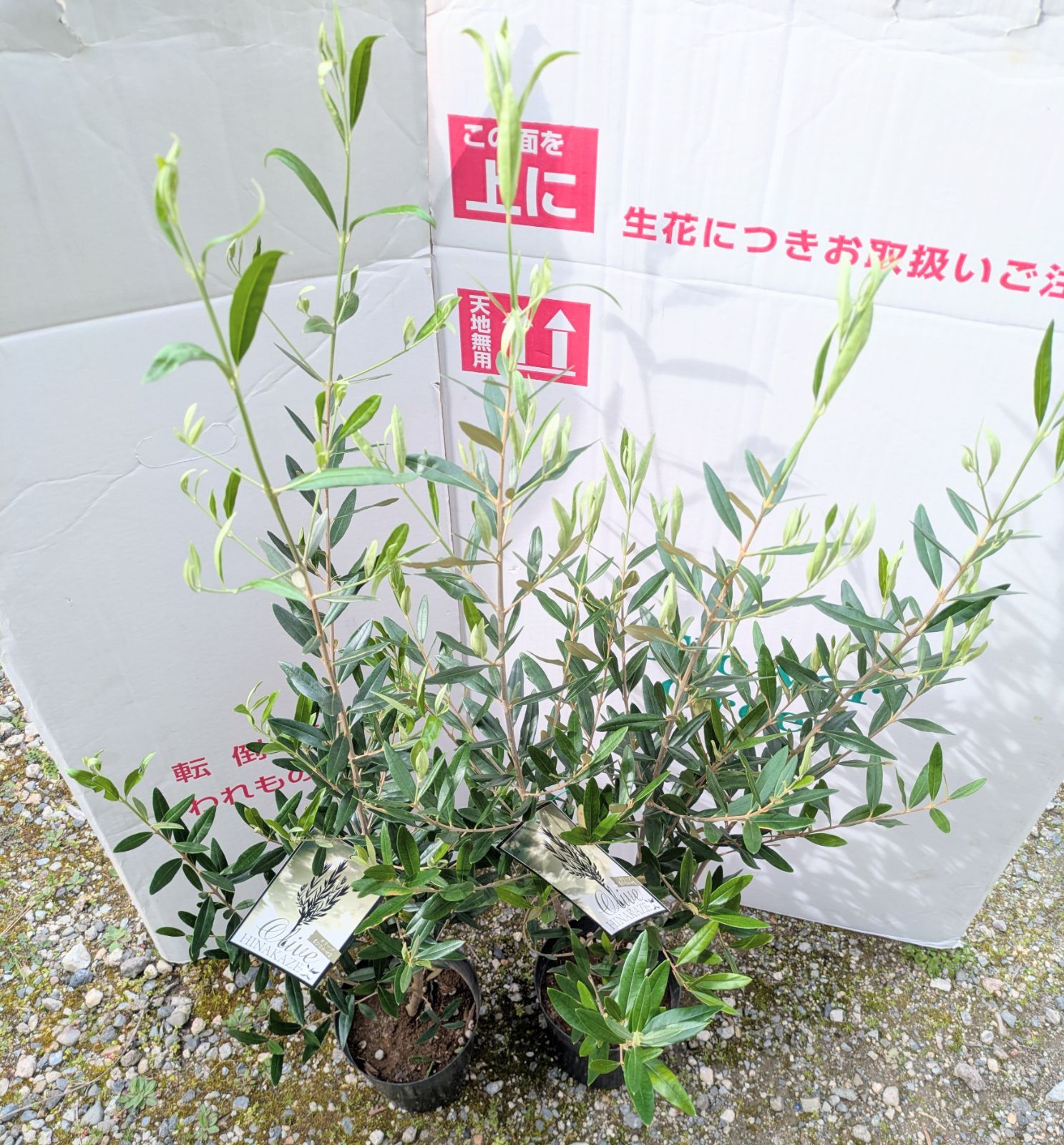 約120cm】オリーブ ひなかぜ 6号鉢 シンボルツリー 庭木 苗木 - メルカリ