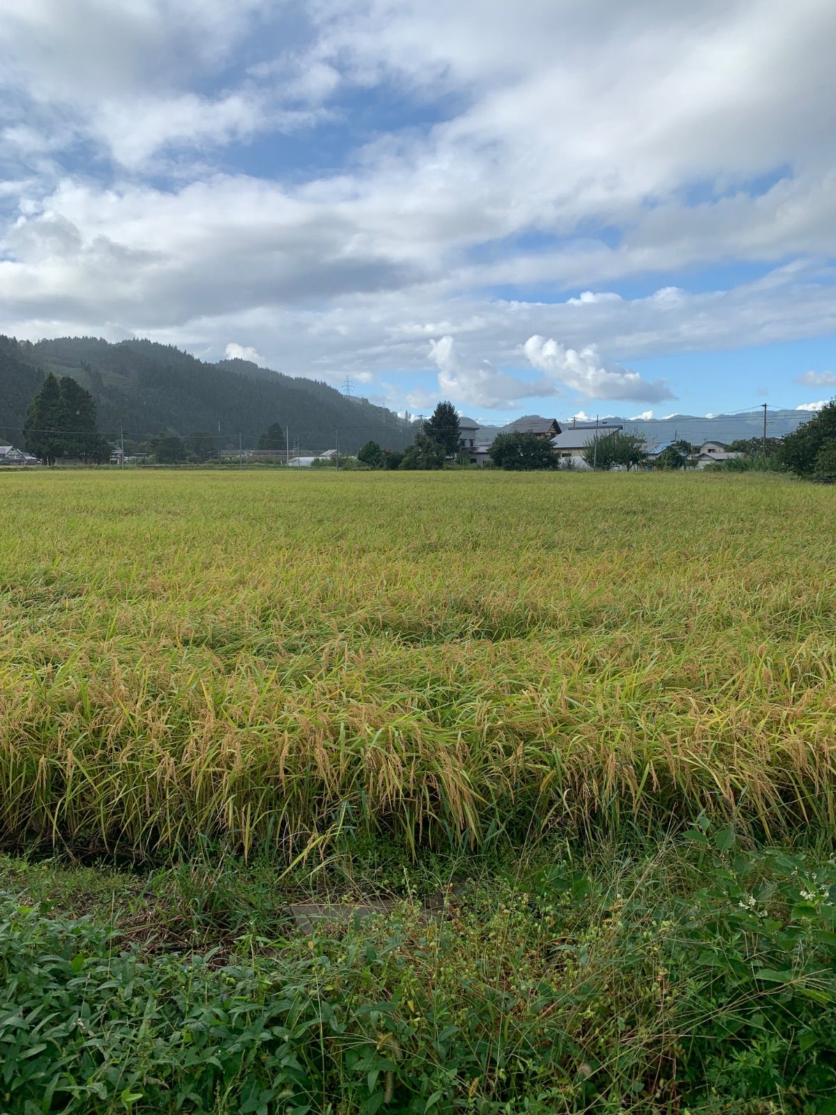 令和7年産 あきたこまち 玄米30kg 秋田県産 - メルカリ