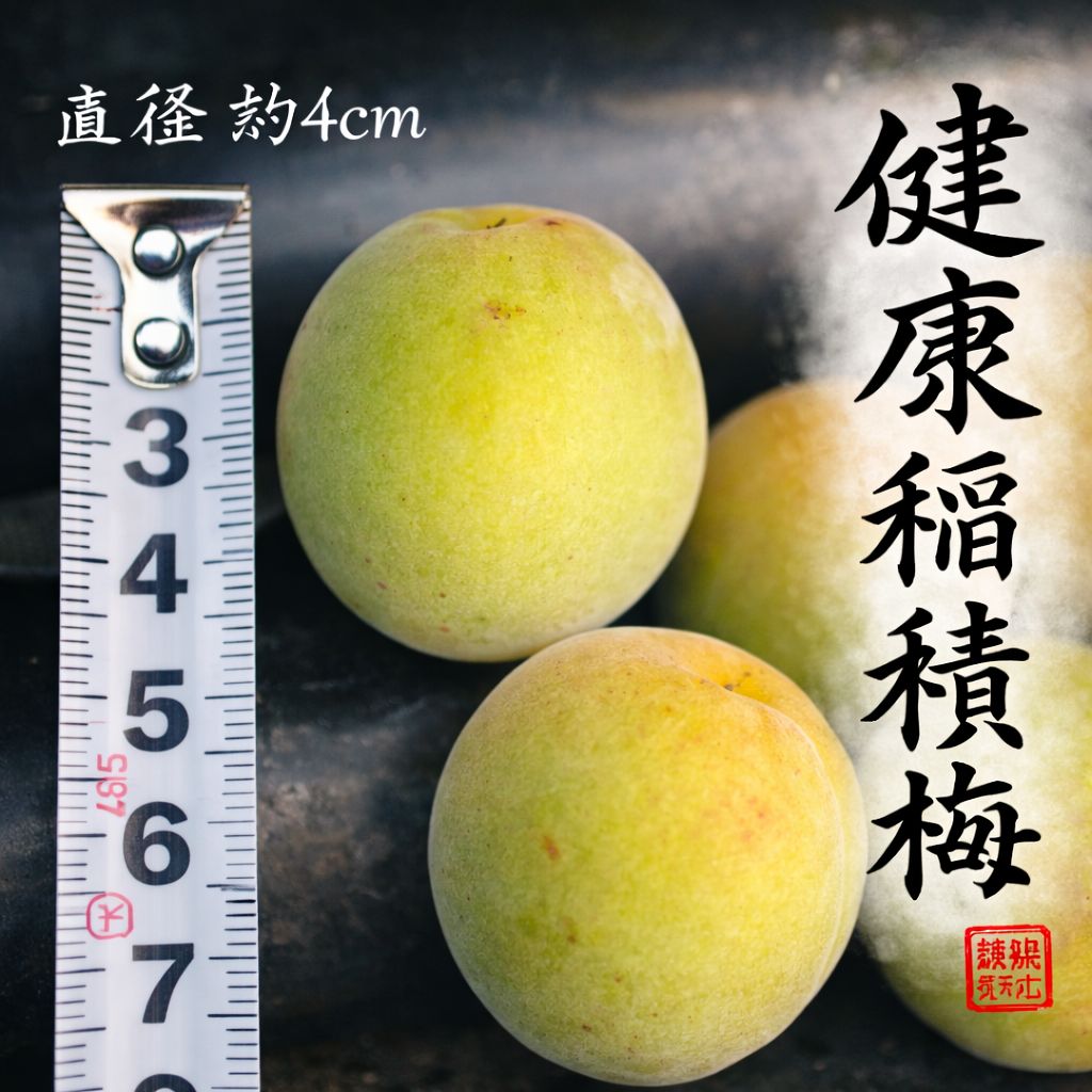 富山県産 稲積青梅 5kg 農薬不使用＊秘伝レシピ付 - メルカリ