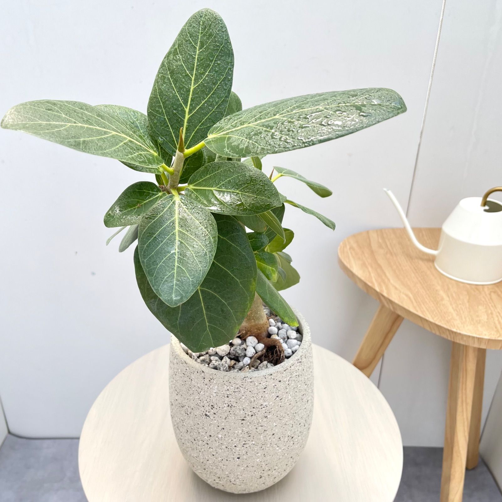フィカス ベンガレンシス 曲がり【現品】観葉植物 室内 陶器鉢 - メルカリ