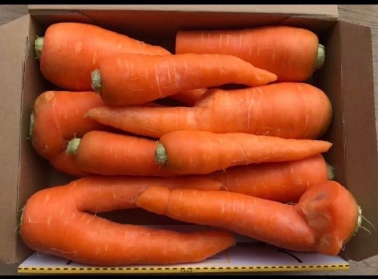 徳島県産 春にんじん 1.5kg 規格外 農家直送 - メルカリ