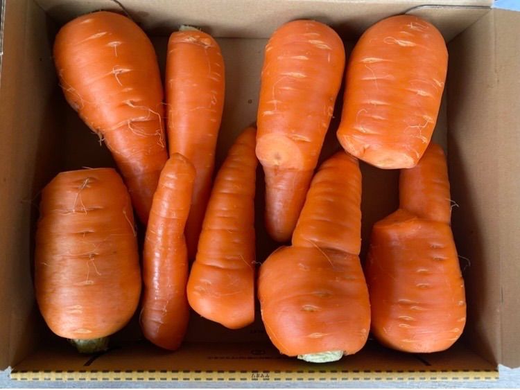 徳島県産 春にんじん 1.5kg 規格外 農家直送 - メルカリ