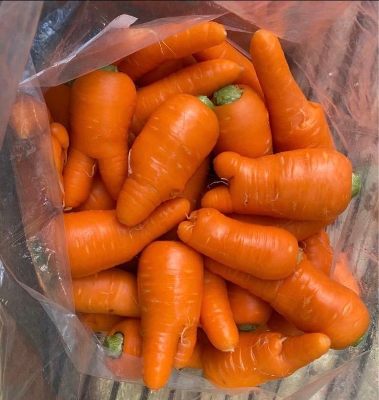 徳島県産 春にんじん 1.5kg 規格外 農家直送 - メルカリ