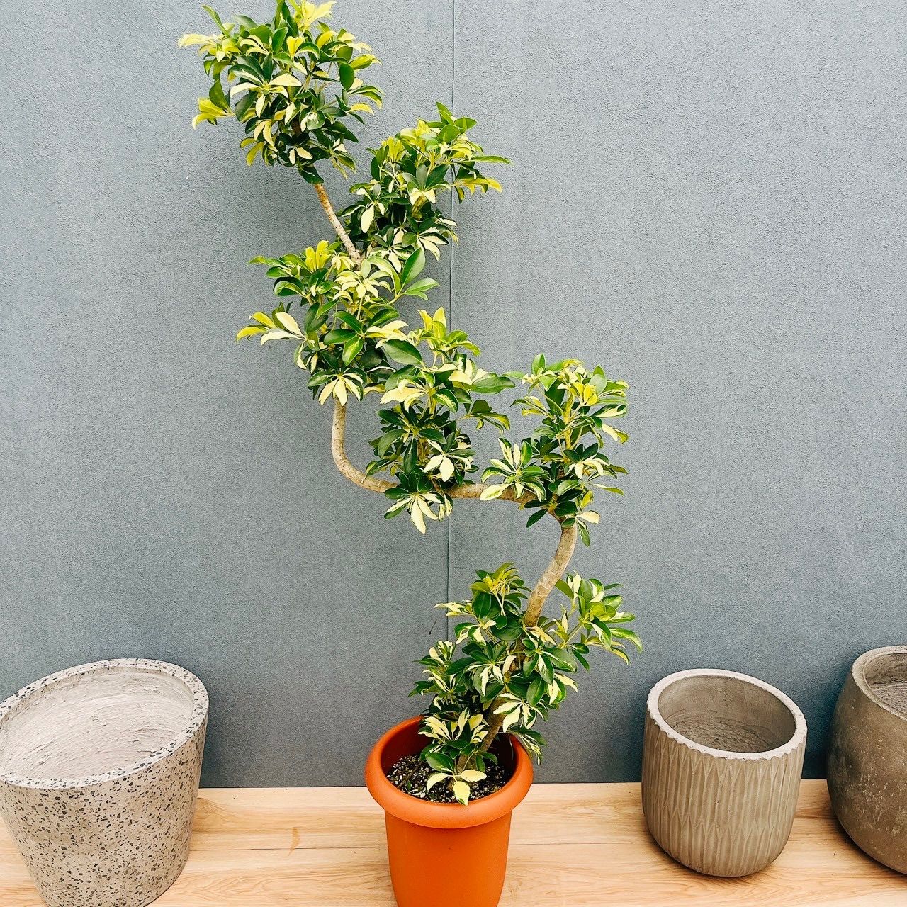 現品］99番 シェフレラ グランディ 曲がり 8号 観葉植物 斑入り 室内