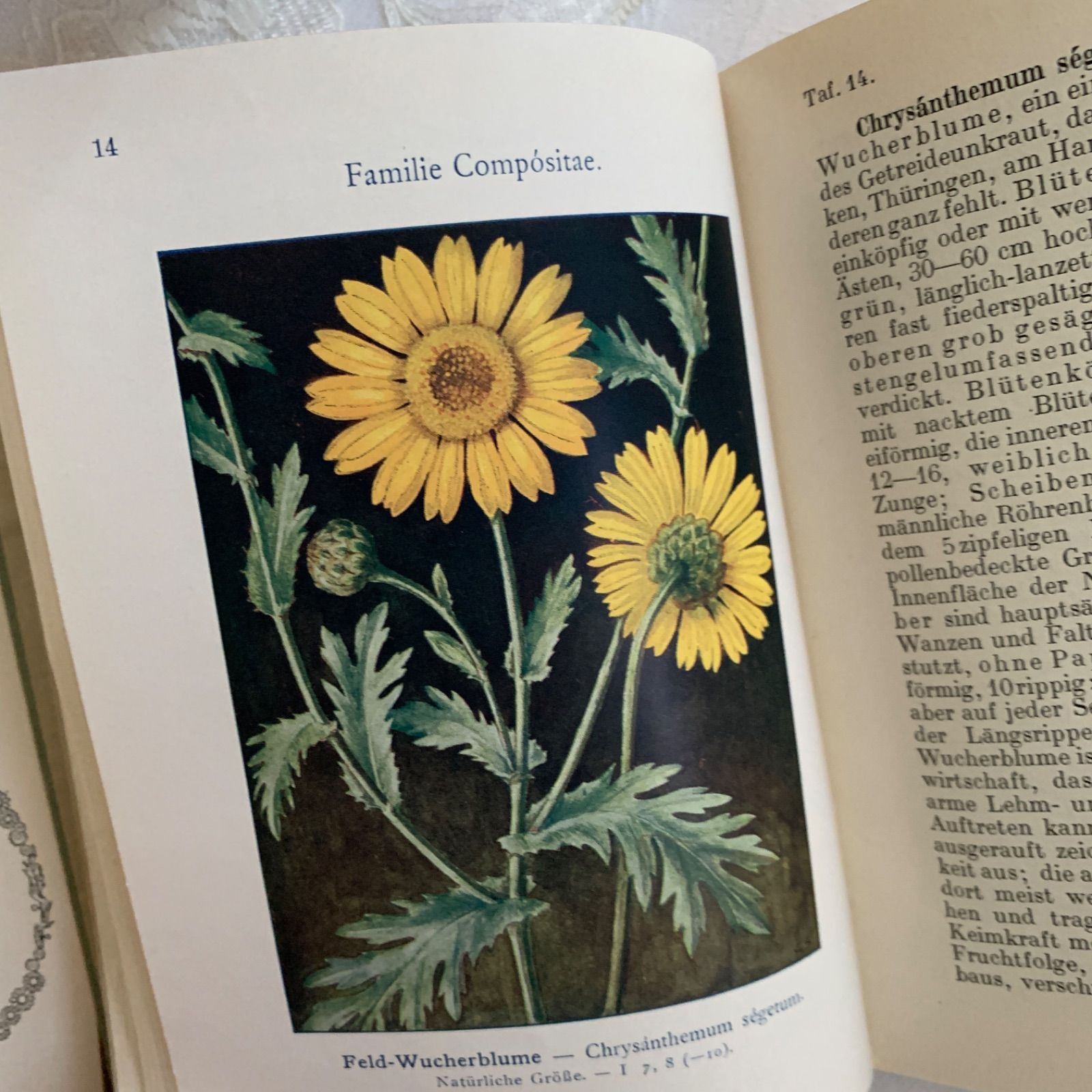 19世紀初頭の美しい植物画コレクション　ヴィンテージ本　古書 植物図鑑 本 1920s-1930s頃 ドイツ・アンティーク植物図鑑 -優しい色彩の植物画
