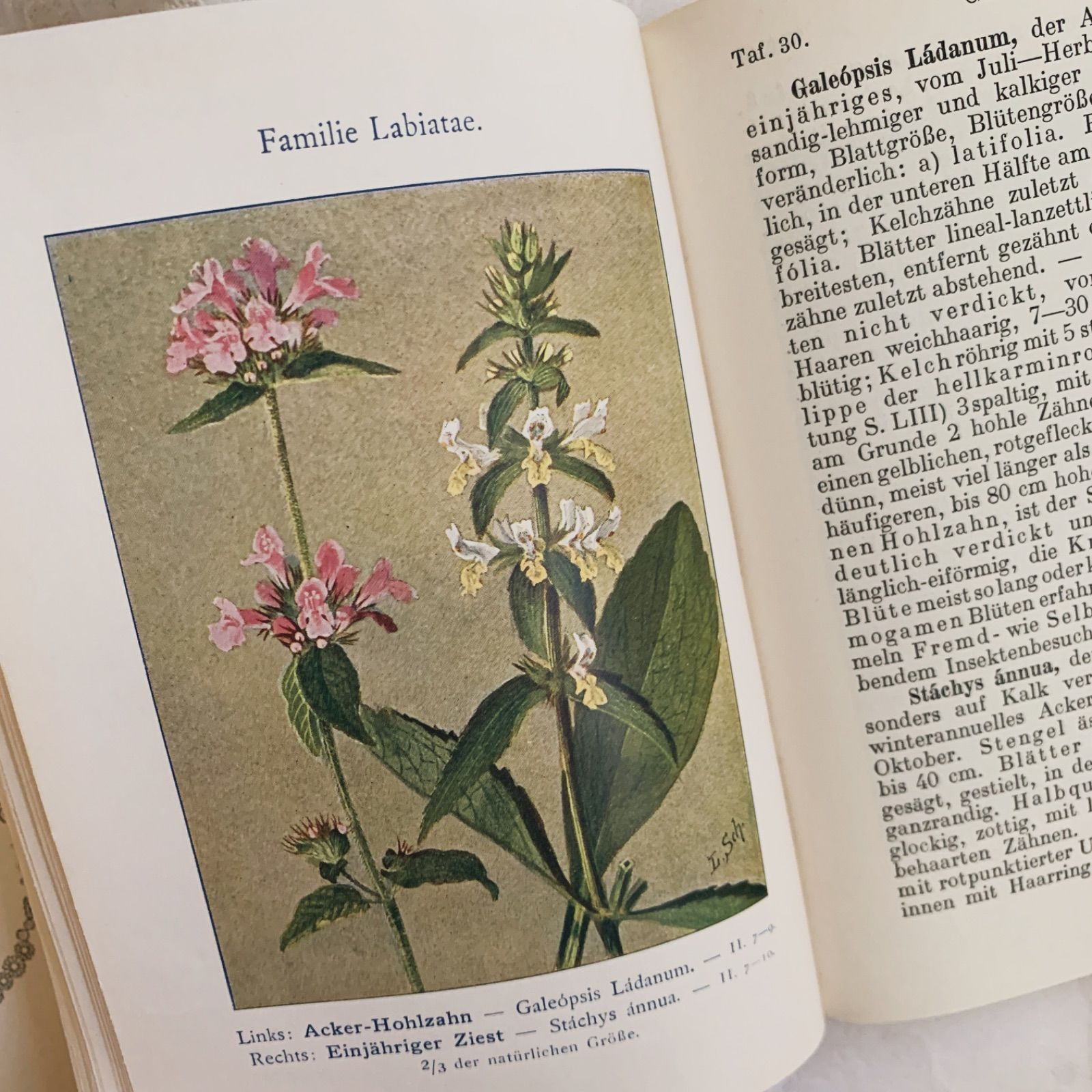 ボタニカルアート 植物画 アンティーク リトグラフ 絵画 額 植物図鑑 7