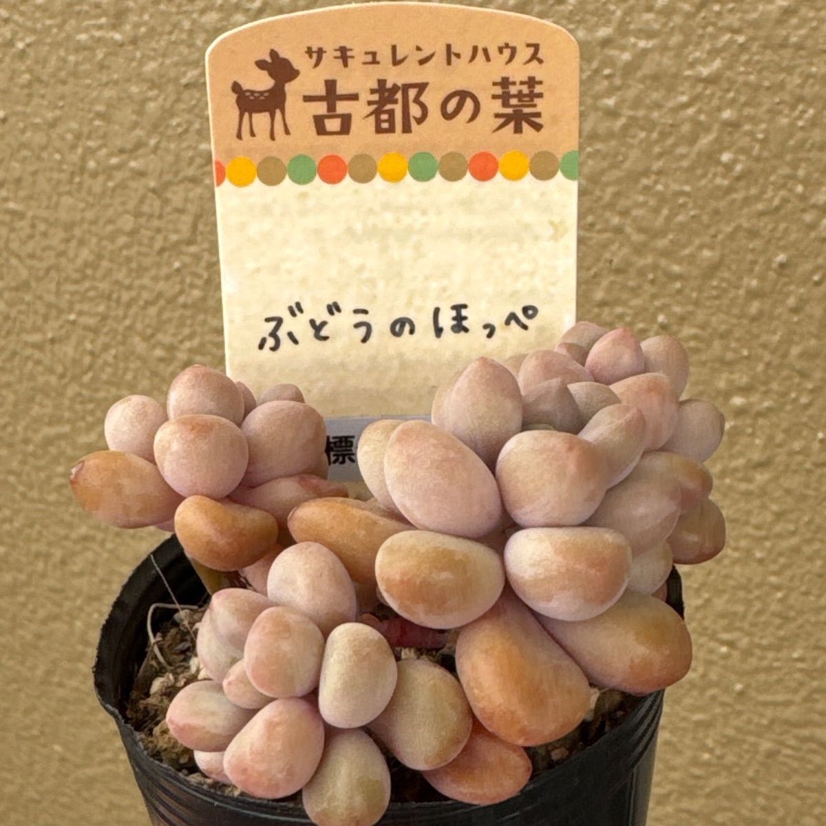 古都の葉さん 希少 ザラゴーサSPノバ メルカリ便 札付き・抜き苗