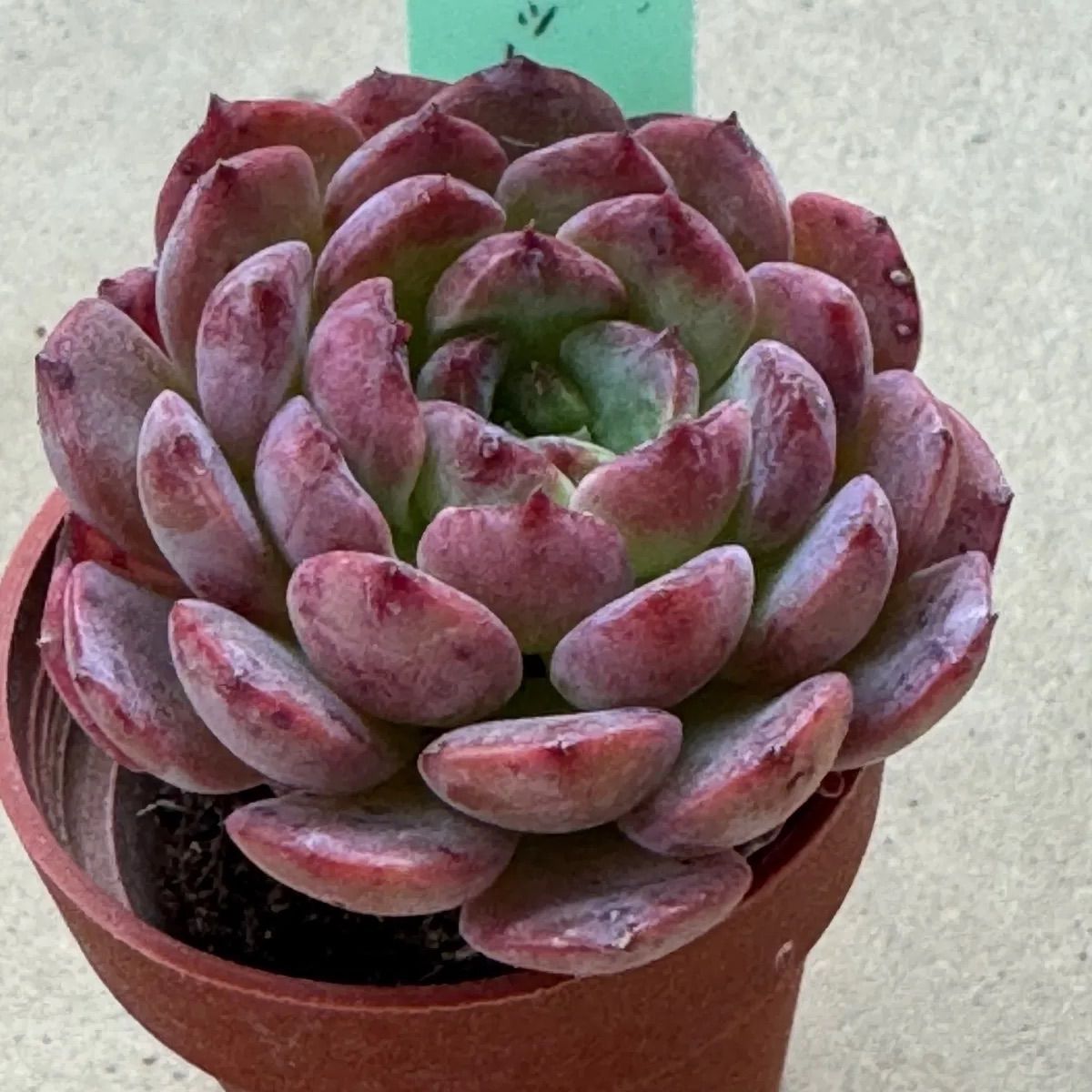 ノーメイク×レッドベルベット❣️札付き❗️多肉植物 抜き苗 - メルカリ