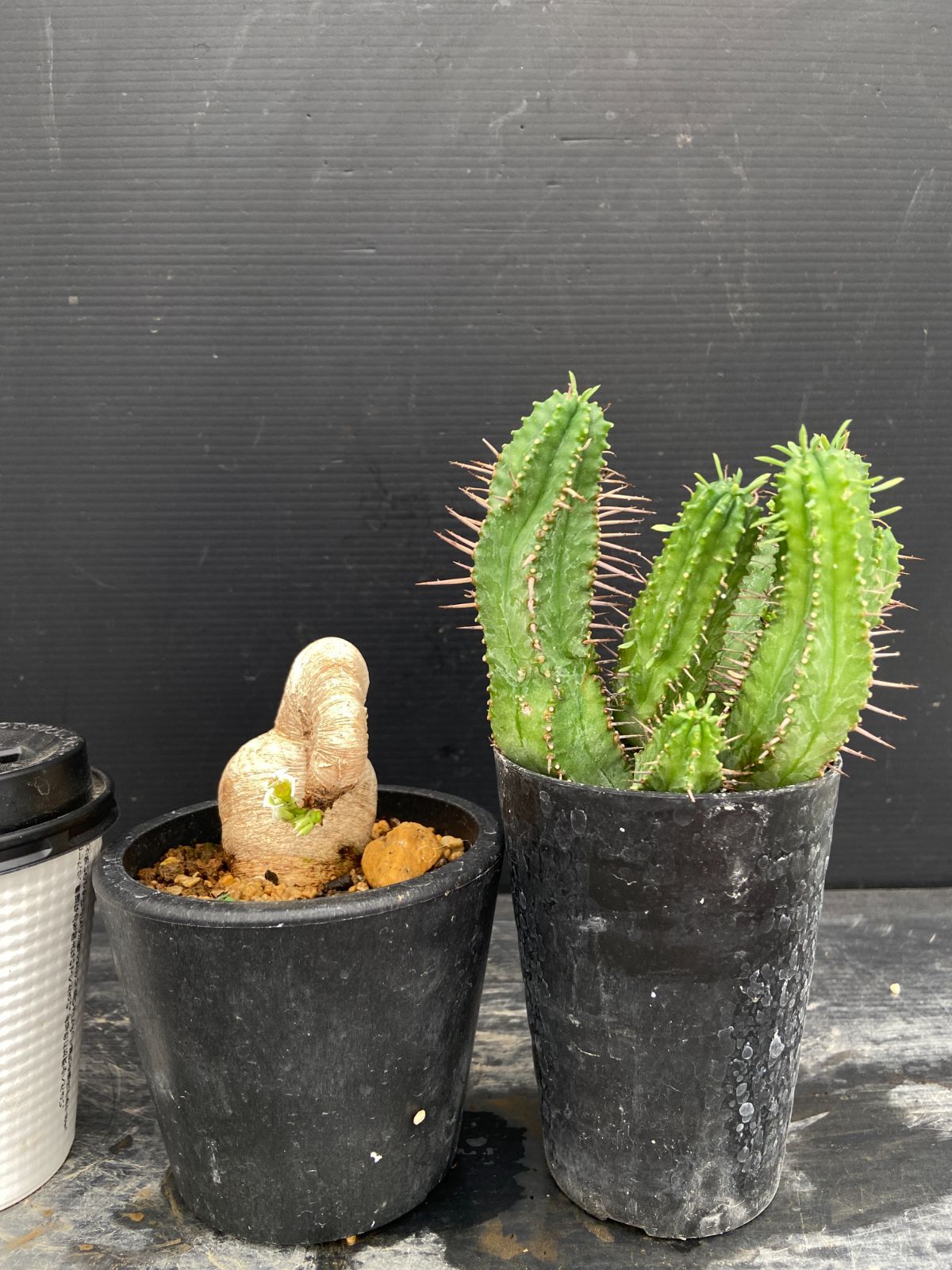 ソ331 【塊根植物・現地株】ユーフォルビア プリムリフォリア【植え
