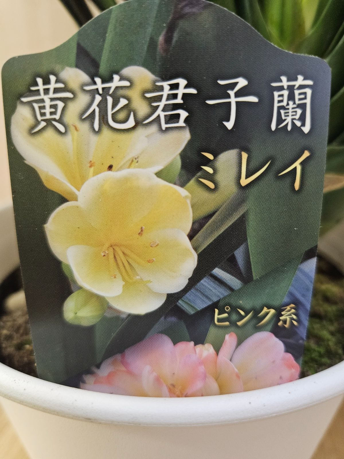 リッピア 苗を秋に根付かせておきましょう♡メルカリ便発送‼️ メルカリ 花