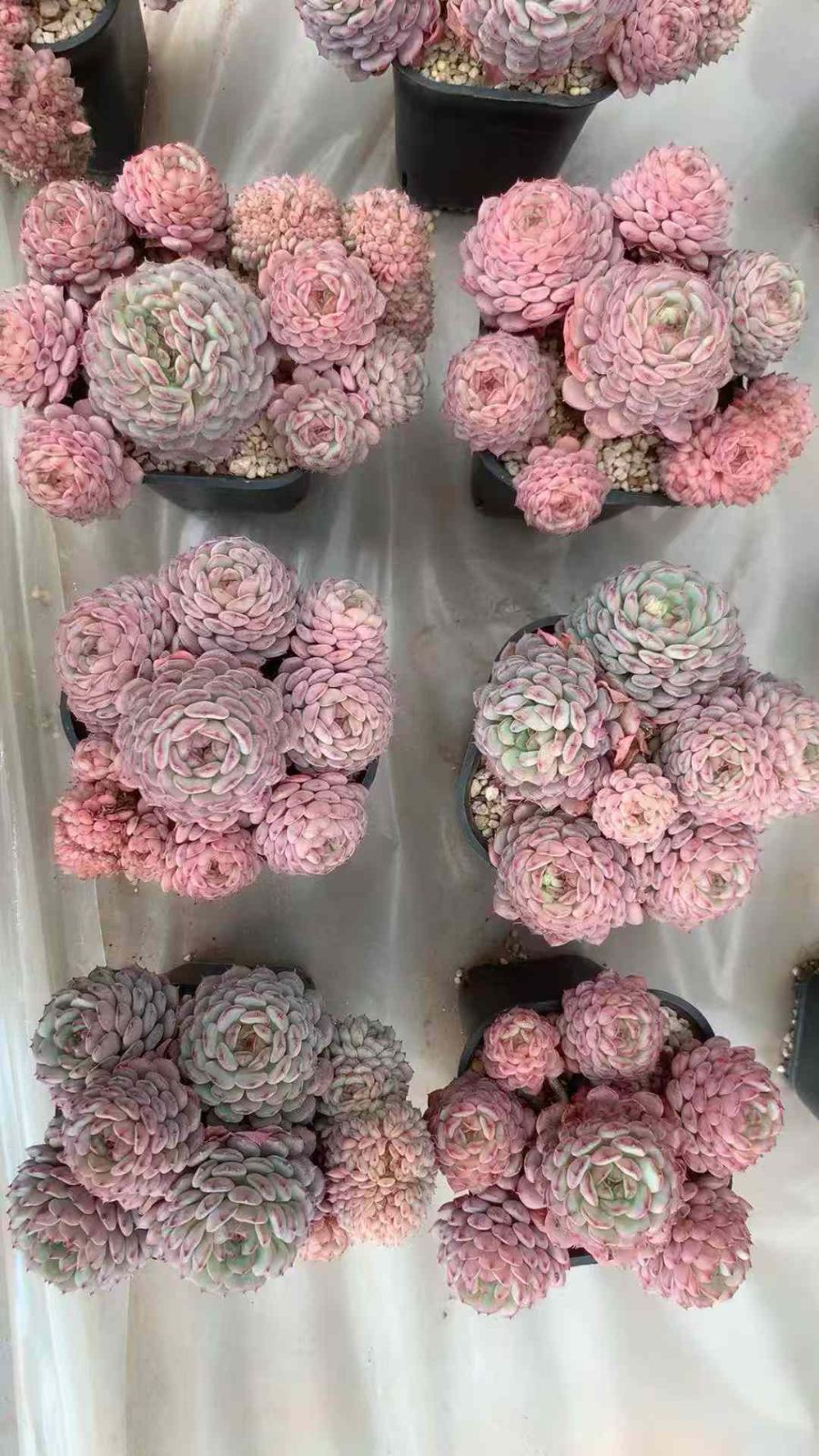 新入荷 12株の抜き苗セット オールドスタンプ 多肉植物 佐川急便発送