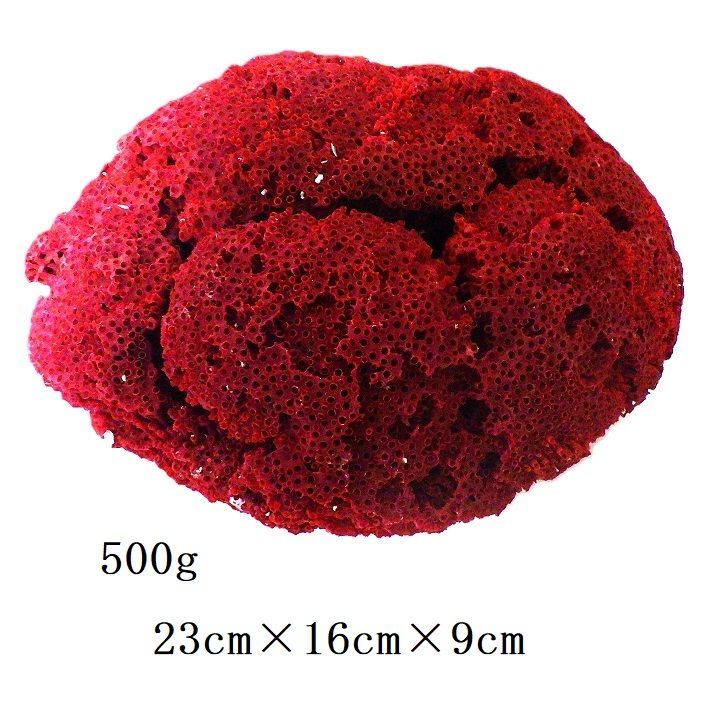 サンゴ 置物 珊瑚 サンゴ礁 珊瑚礁 パイプオルガン珊瑚 魚用品 XL