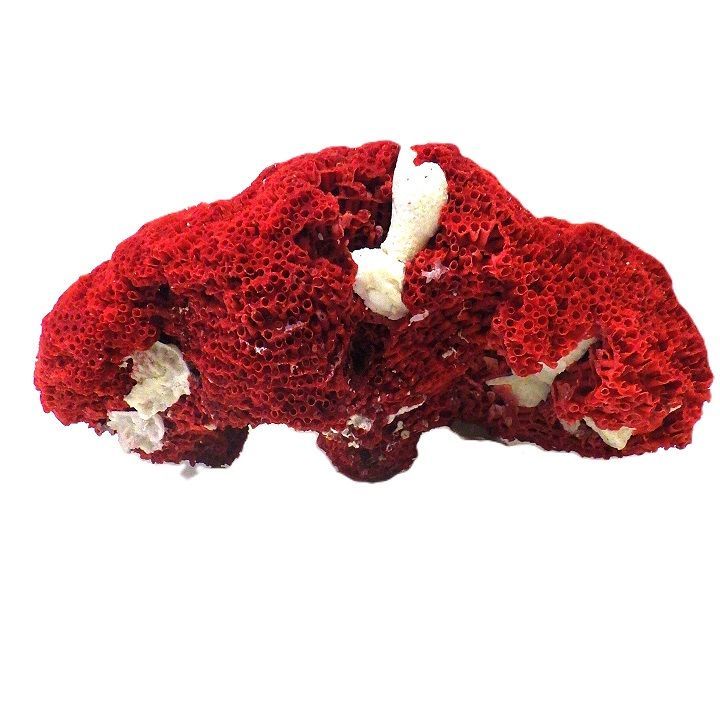 サンゴ 置物 サンゴ礁 珊瑚礁 珊瑚 珊瑚 サンゴ 赤珊瑚 管珊瑚 サンゴ