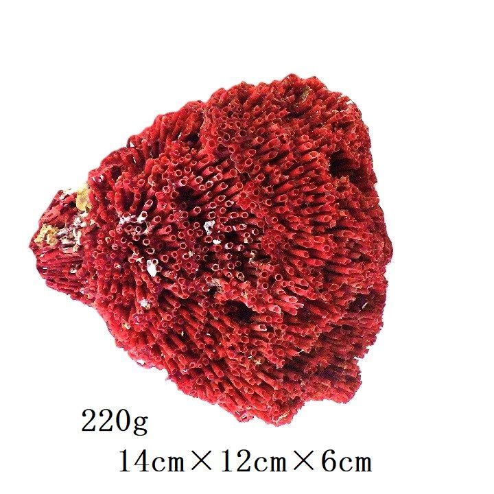 珊瑚 サンゴ サンゴ礁 珊瑚礁 置物 パイプオルガン珊瑚 魚用品 XL