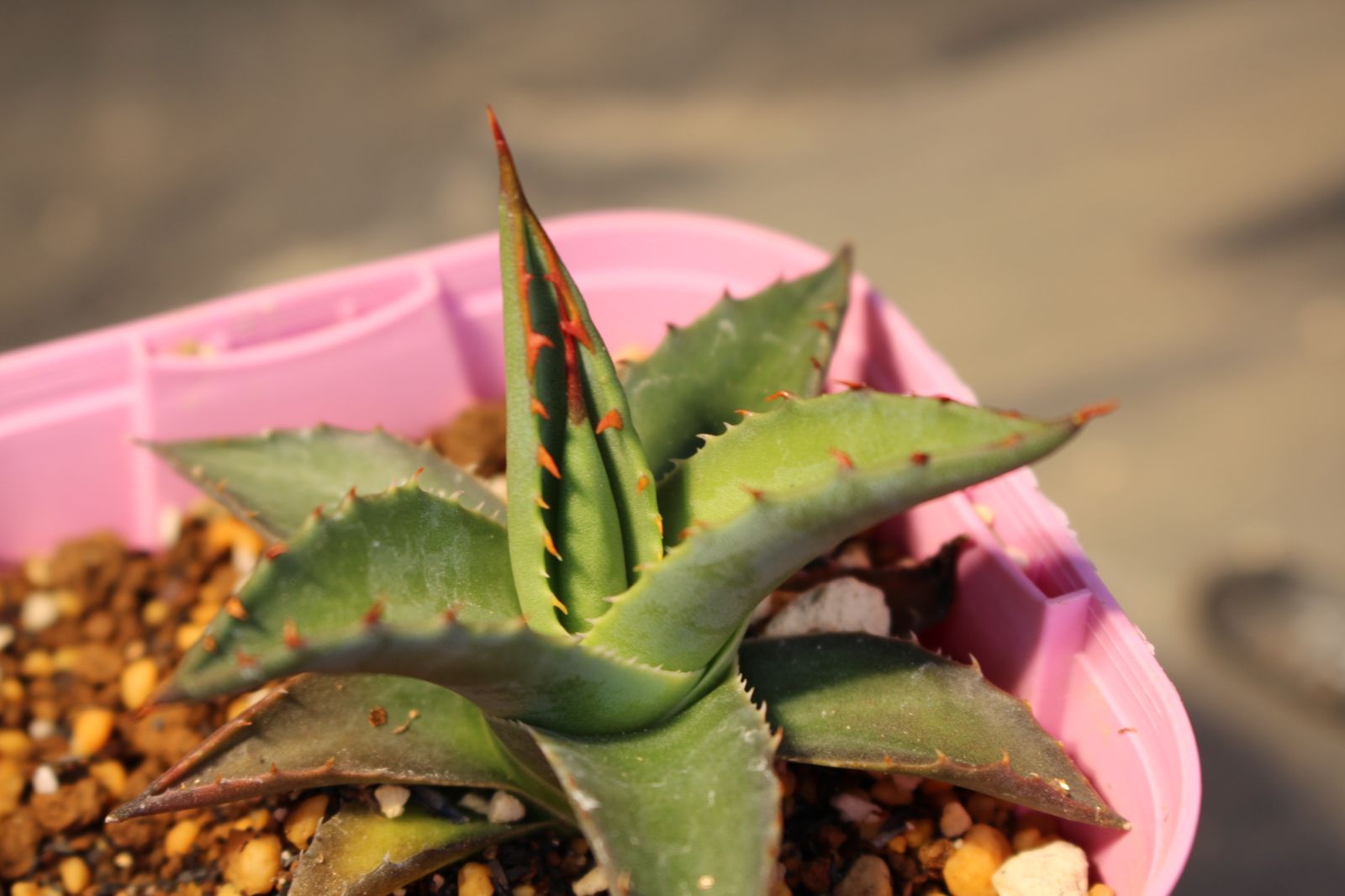 619 アガベ ユタエンシス カイバベンシス / Agave Utahensis var 