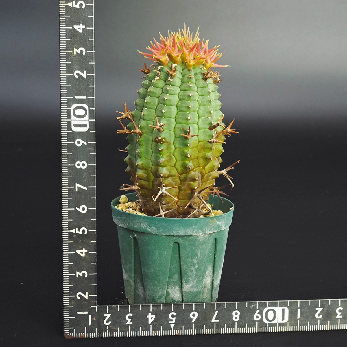 観葉植物 ユーフォルビア 群星冠 雌雄株セット