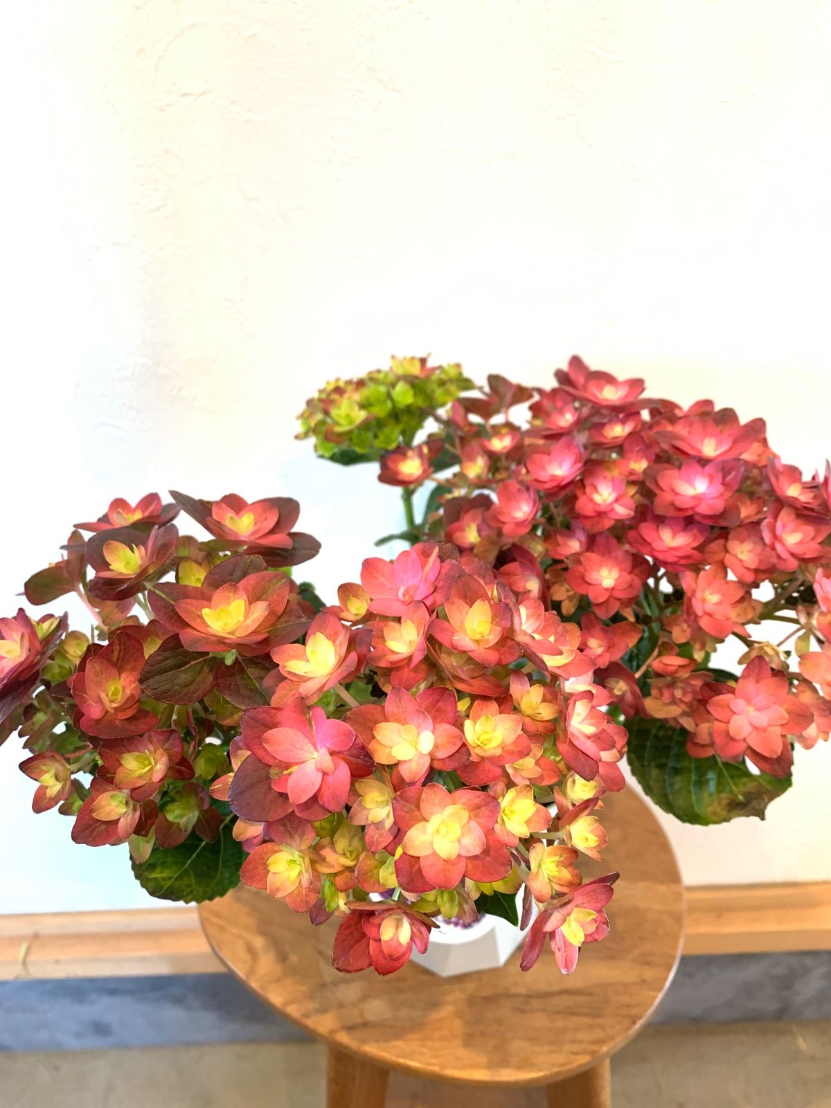 母の日ギフト】 アジサイ 鉢植え・苗・苗木 カモセレクション 紫紺の