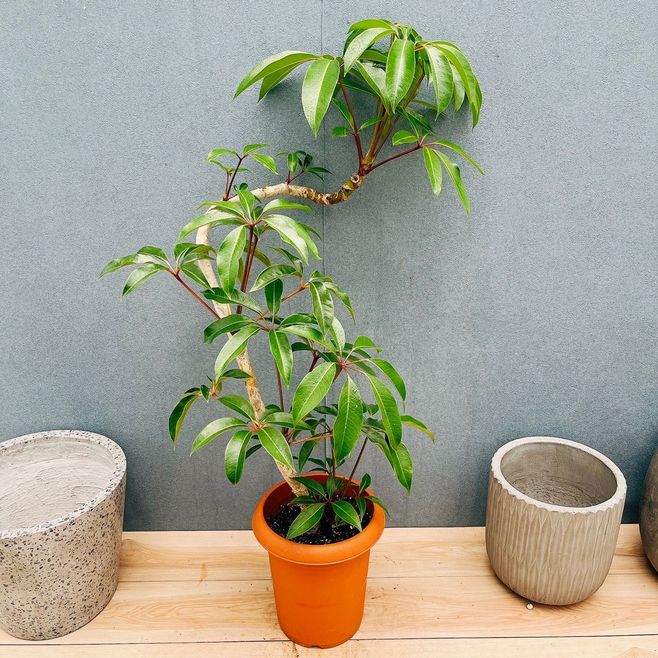 ［現品］ツピタンサス　8号　観葉植物　室内　大型　おしゃれ　シェフレラ　ピュックレリ　小