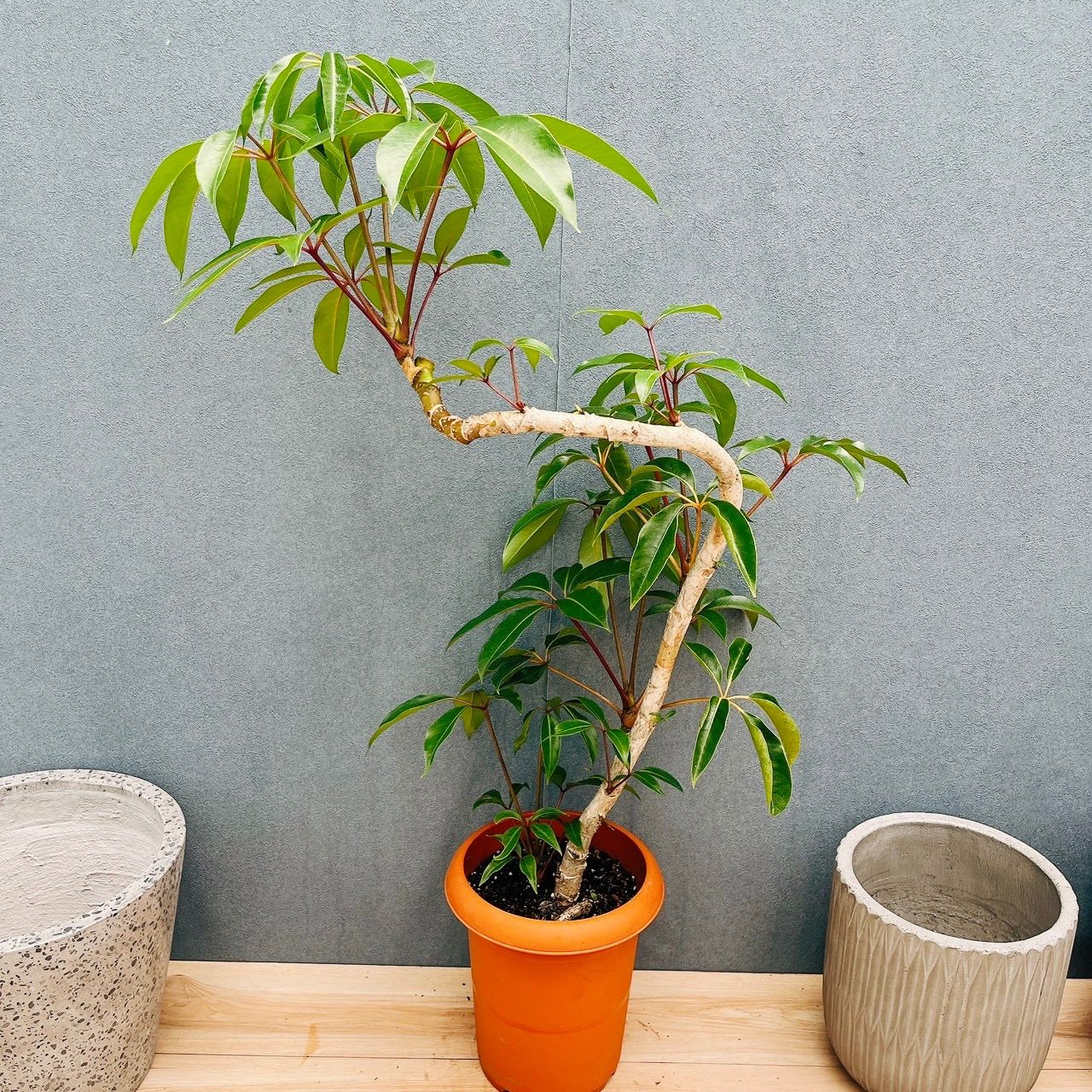 【大幅値下げ】【観葉植物】シェフレラ　ツピタンサス 大株 188㎝ 大幅値下げ】【観葉植物】シェフレラ ツピタンサス 大株 188㎝