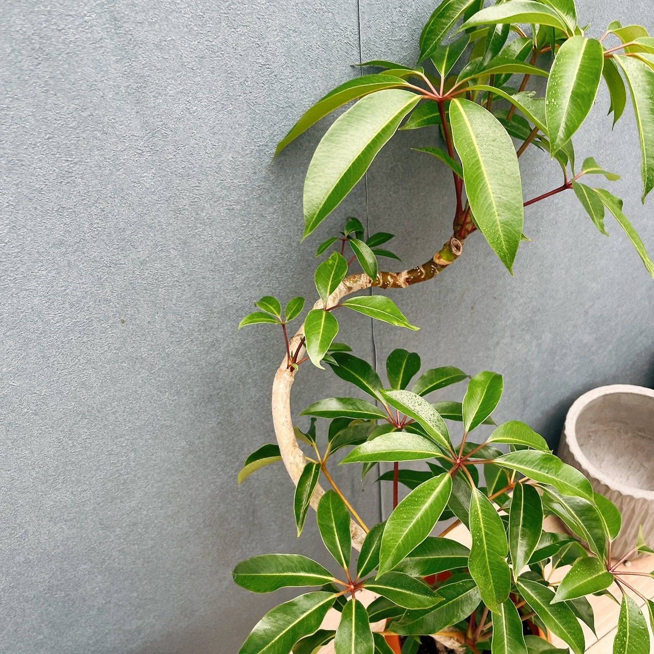 【大幅値下げ】【観葉植物】シェフレラ　ツピタンサス 大株 188㎝ 大幅値下げ】【観葉植物】シェフレラ ツピタンサス 大株 188㎝