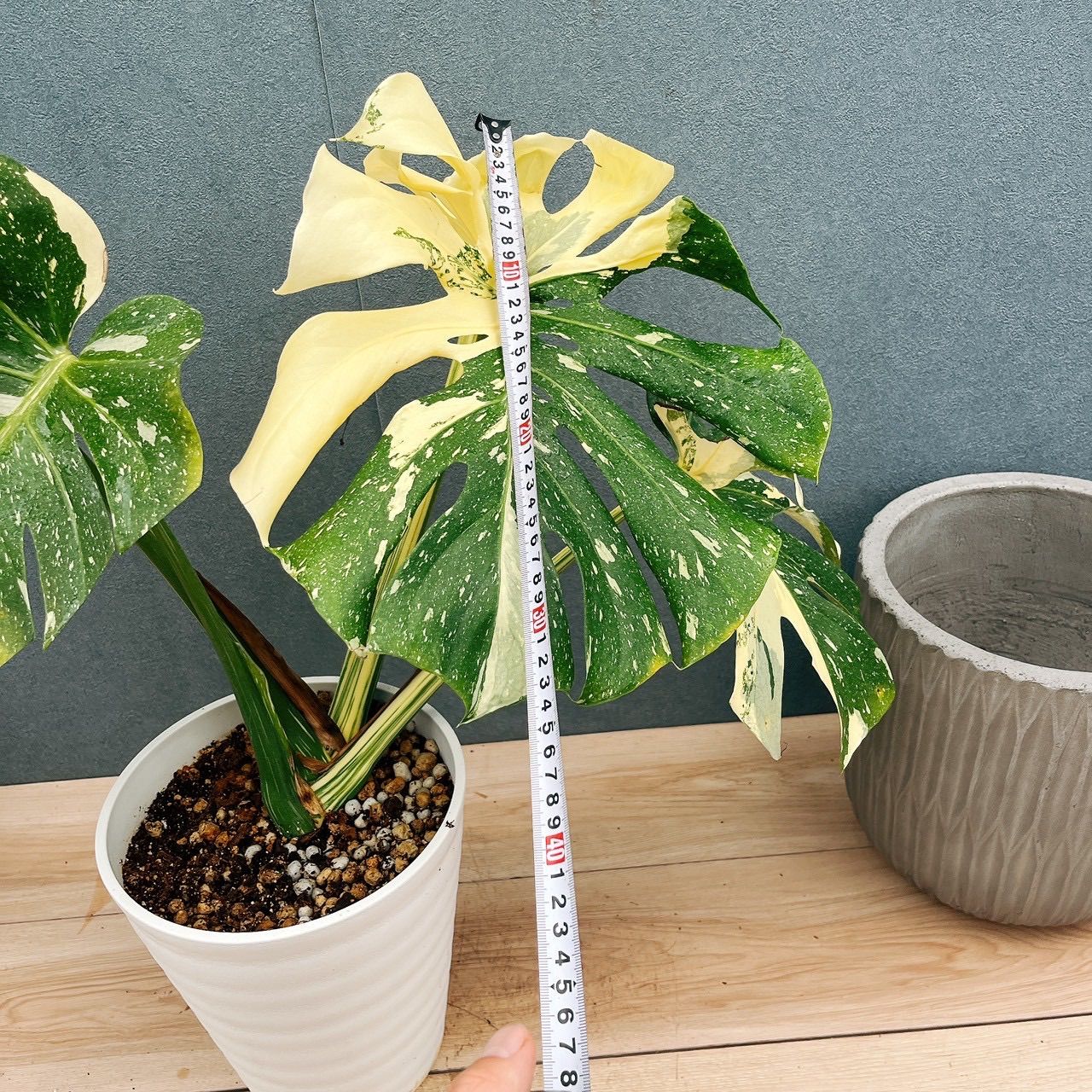 現品］【希少】97番 モンステラ 斑入り 7号 観葉植物 室内 レア 鉢