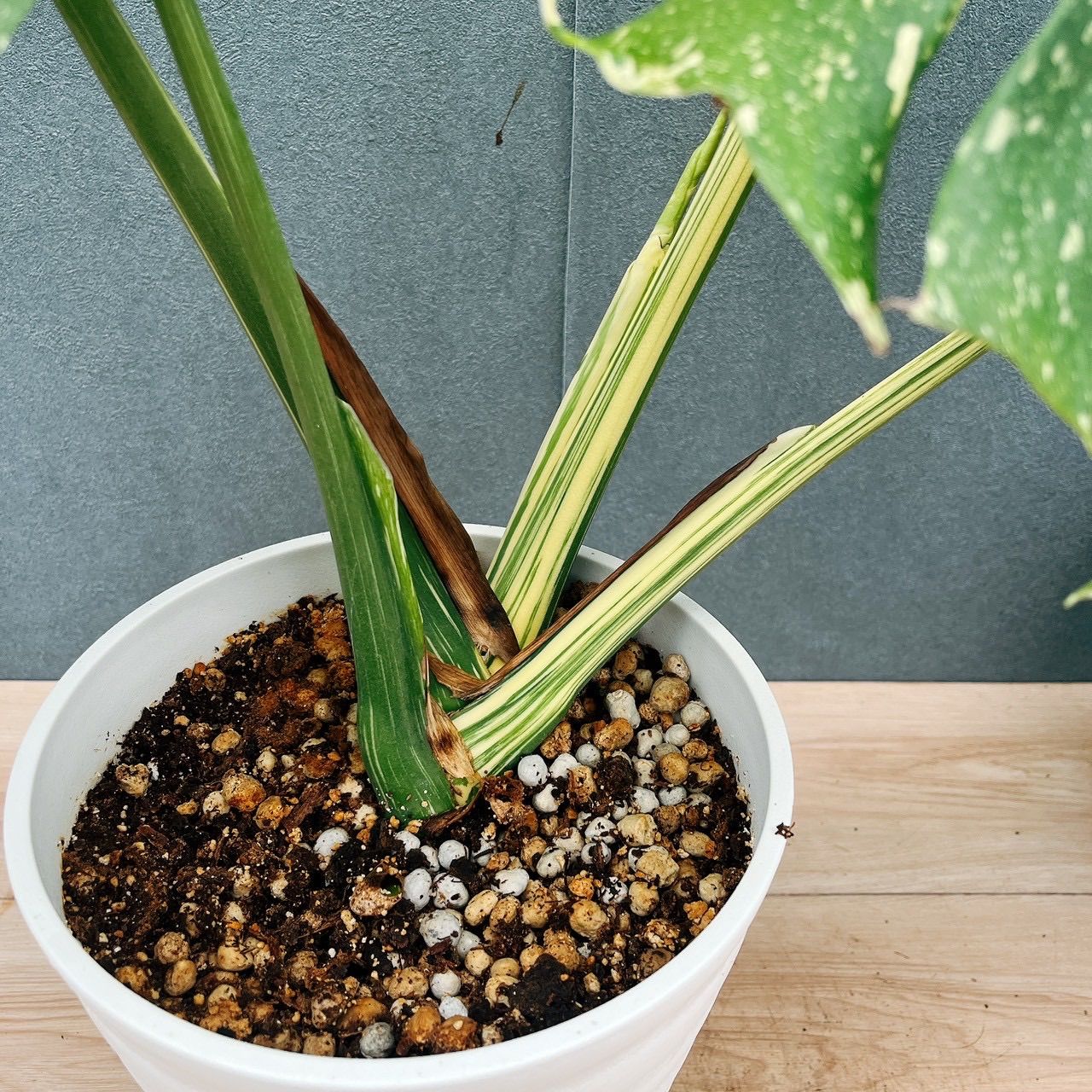 ［現品］【希少】1番　モンステラ　斑入り　7号　レア　観葉植物　室内　タイコン 現品］【希少】97番 モンステラ 斑入り 7号 観葉植物 室内 レア 鉢