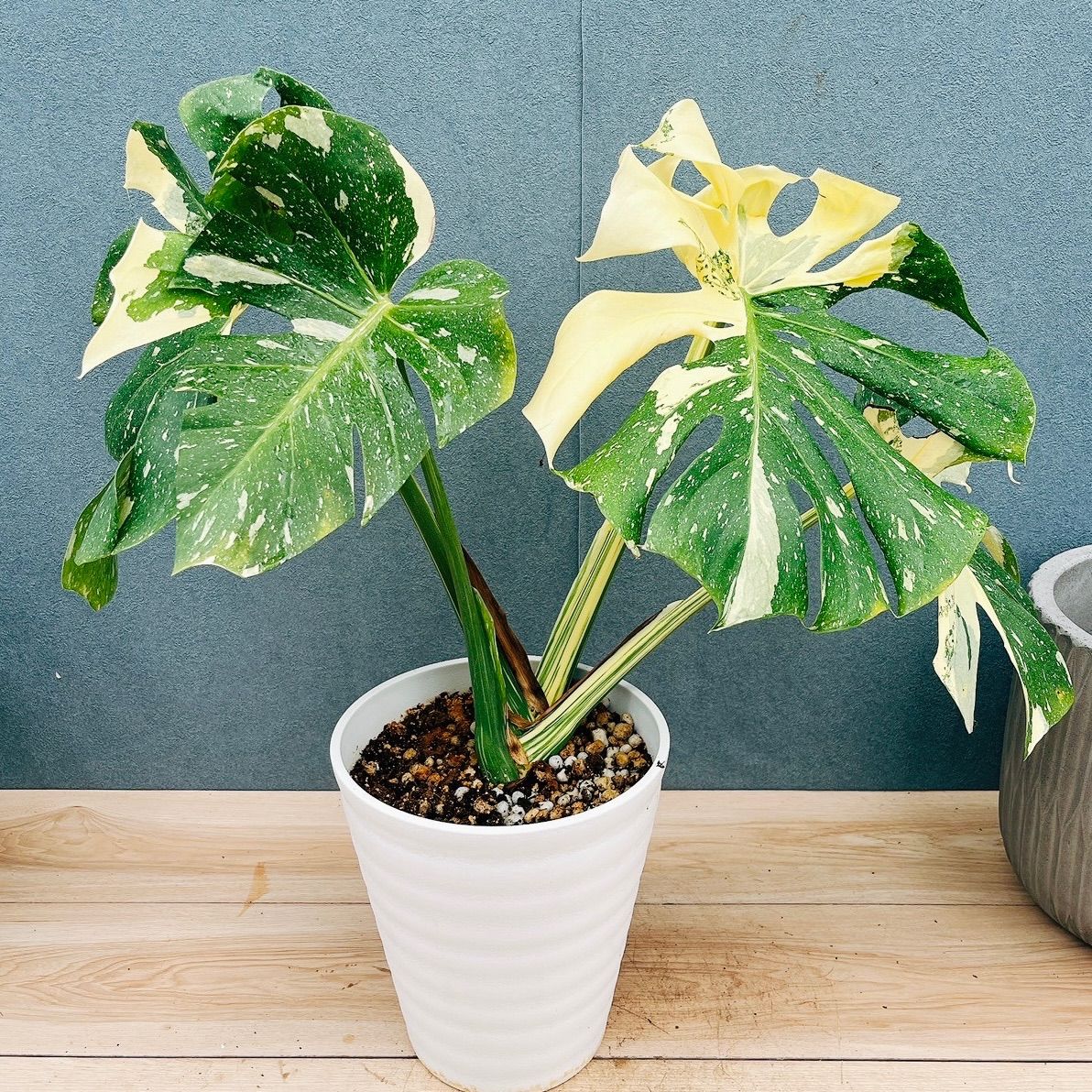 現品］【希少】97番 モンステラ 斑入り 7号 観葉植物 室内 レア 鉢