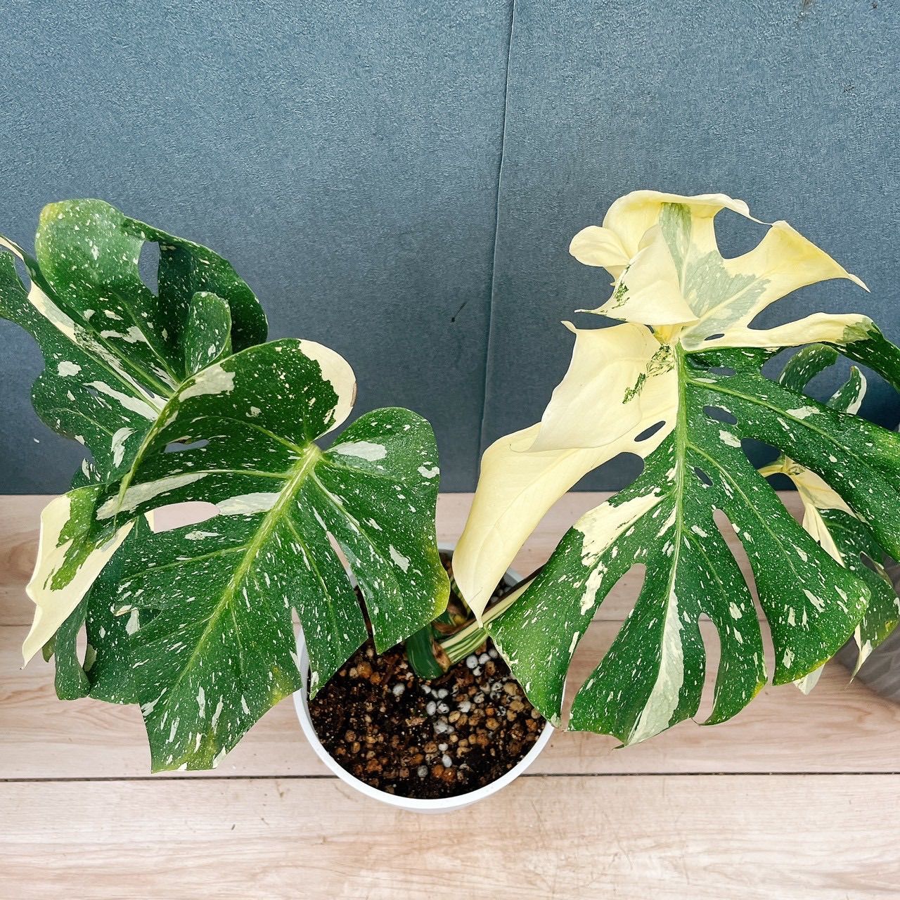 現品］【希少】97番 モンステラ 斑入り 7号 観葉植物 室内 レア 鉢