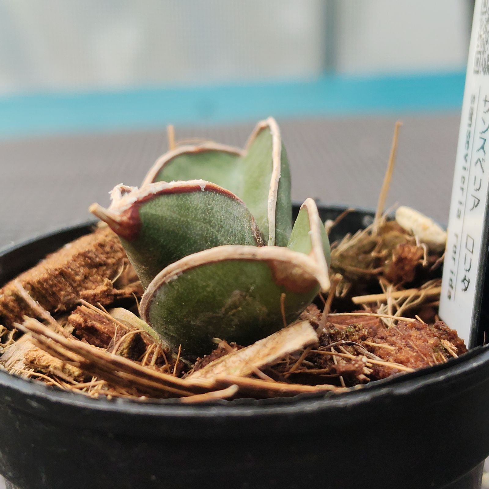 o79 サンスベリア ロリダ サンセベリア Sansevieria rorida - メルカリ