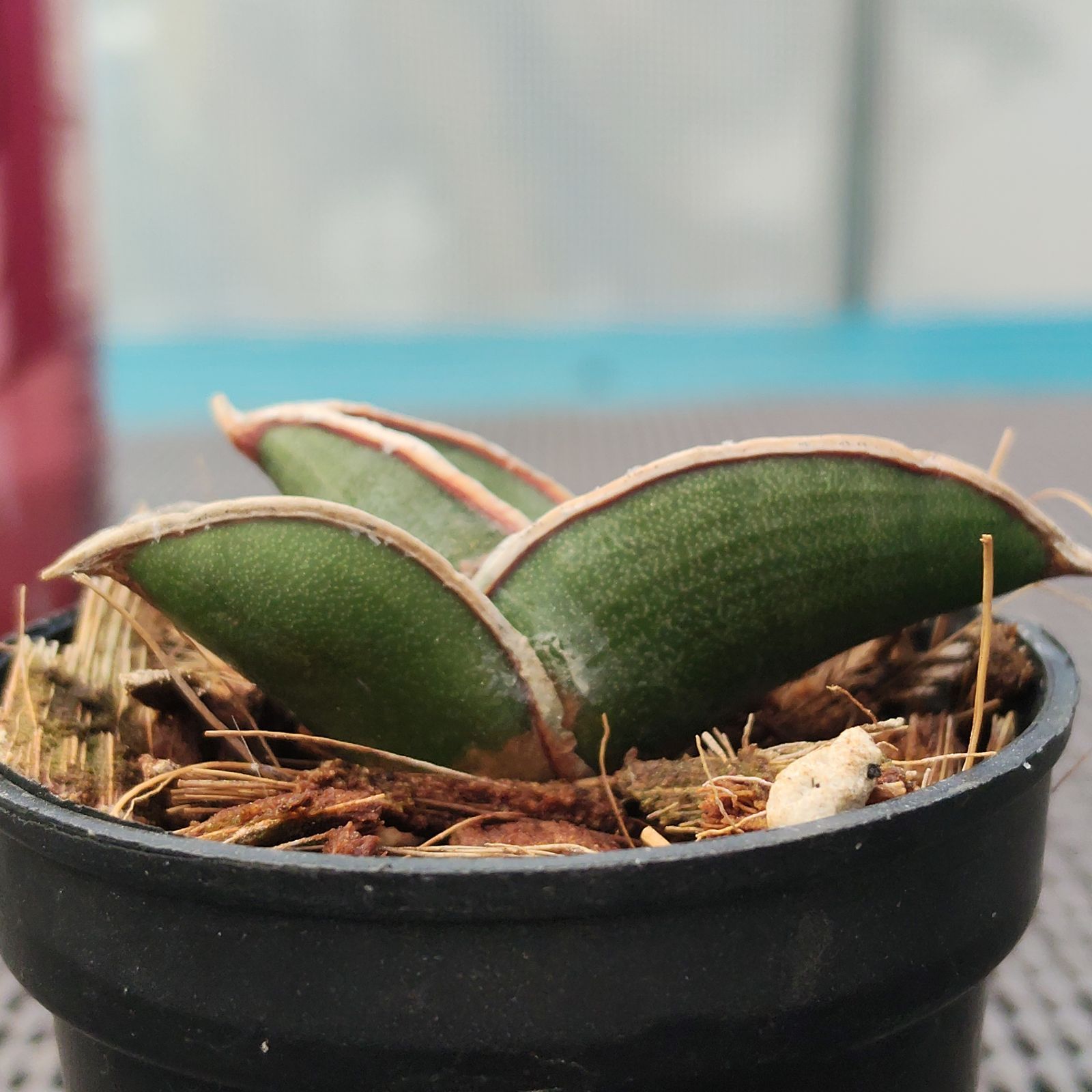 o79 サンスベリア ロリダ サンセベリア Sansevieria rorida - メルカリ
