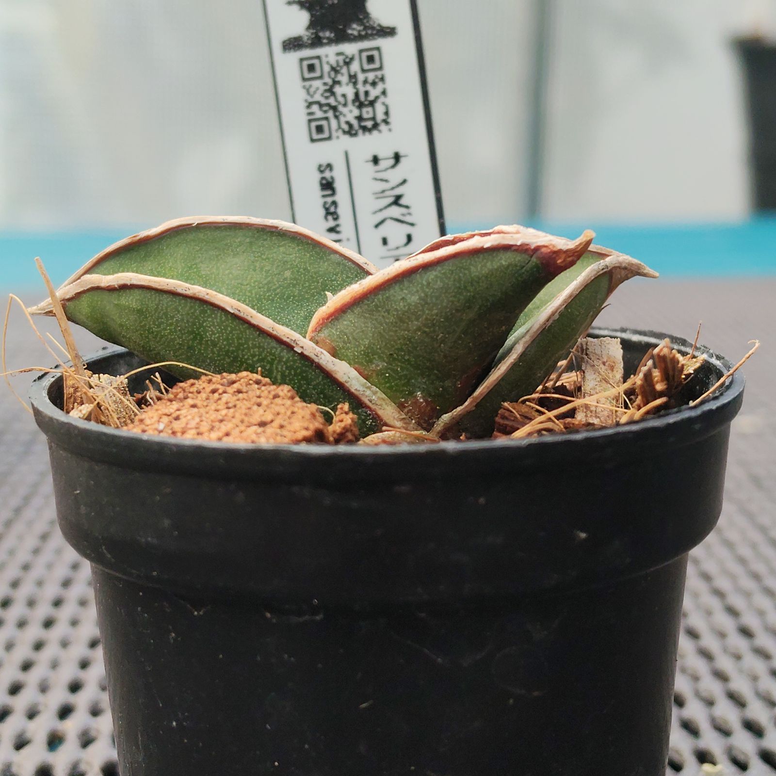 o79 サンスベリア ロリダ サンセベリア Sansevieria rorida - メルカリ