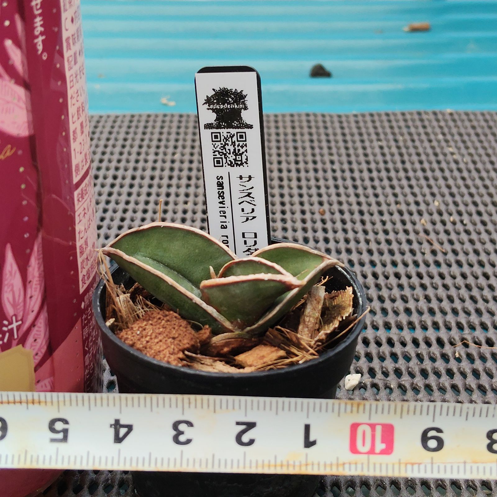 o79 サンスベリア ロリダ サンセベリア Sansevieria rorida - メルカリ