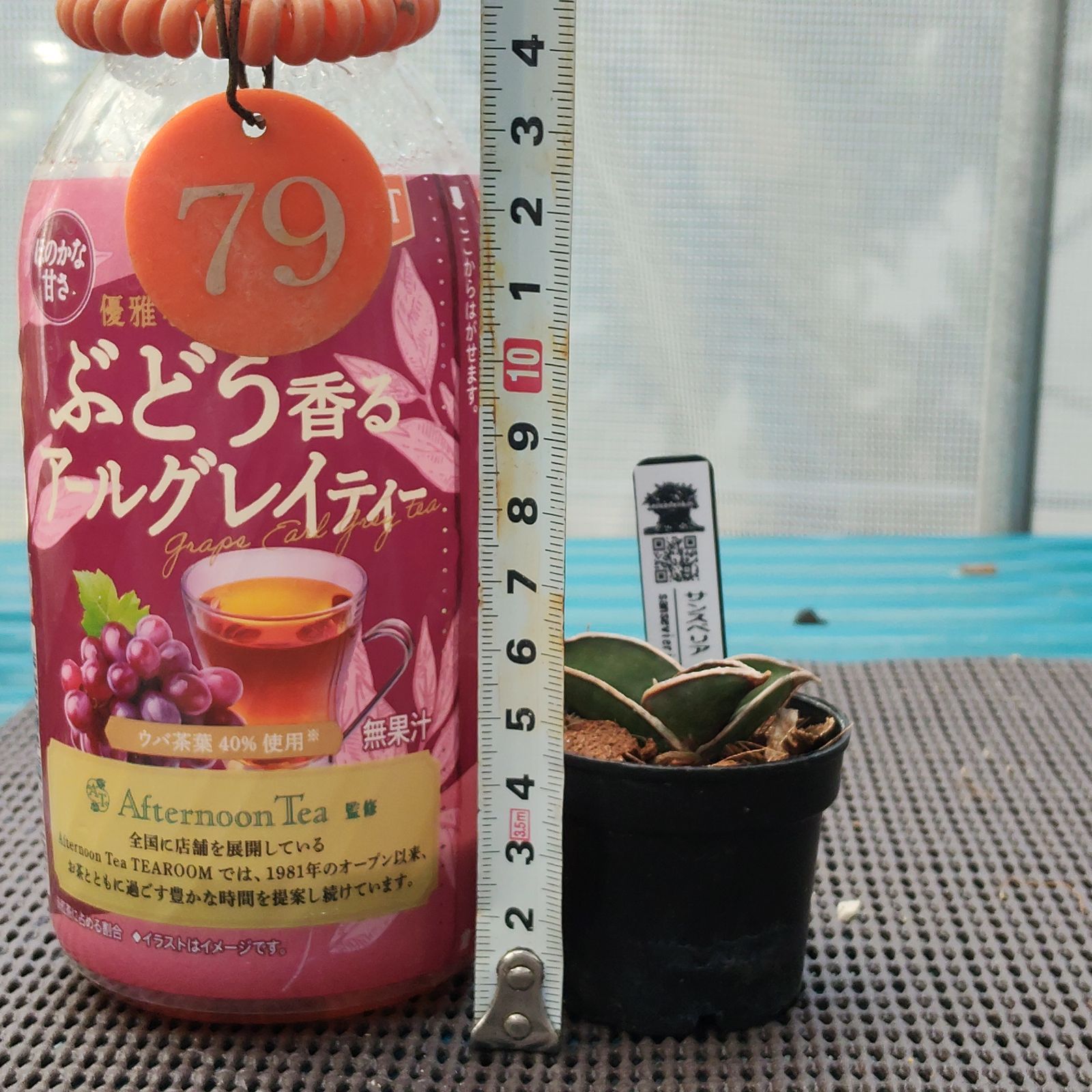 o79 サンスベリア ロリダ サンセベリア Sansevieria rorida - メルカリ