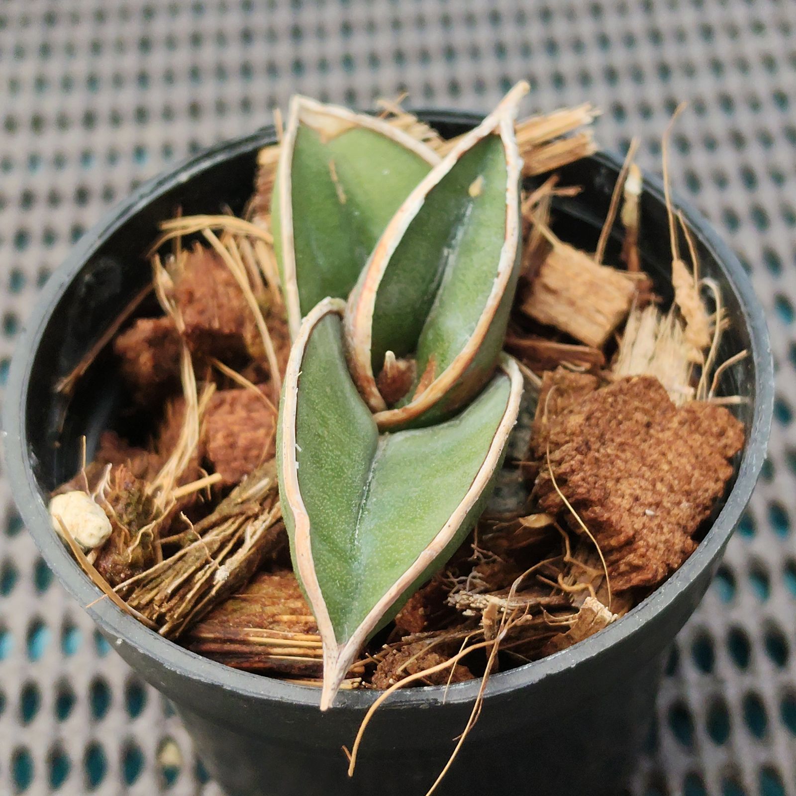 o79 サンスベリア ロリダ サンセベリア Sansevieria rorida - メルカリ