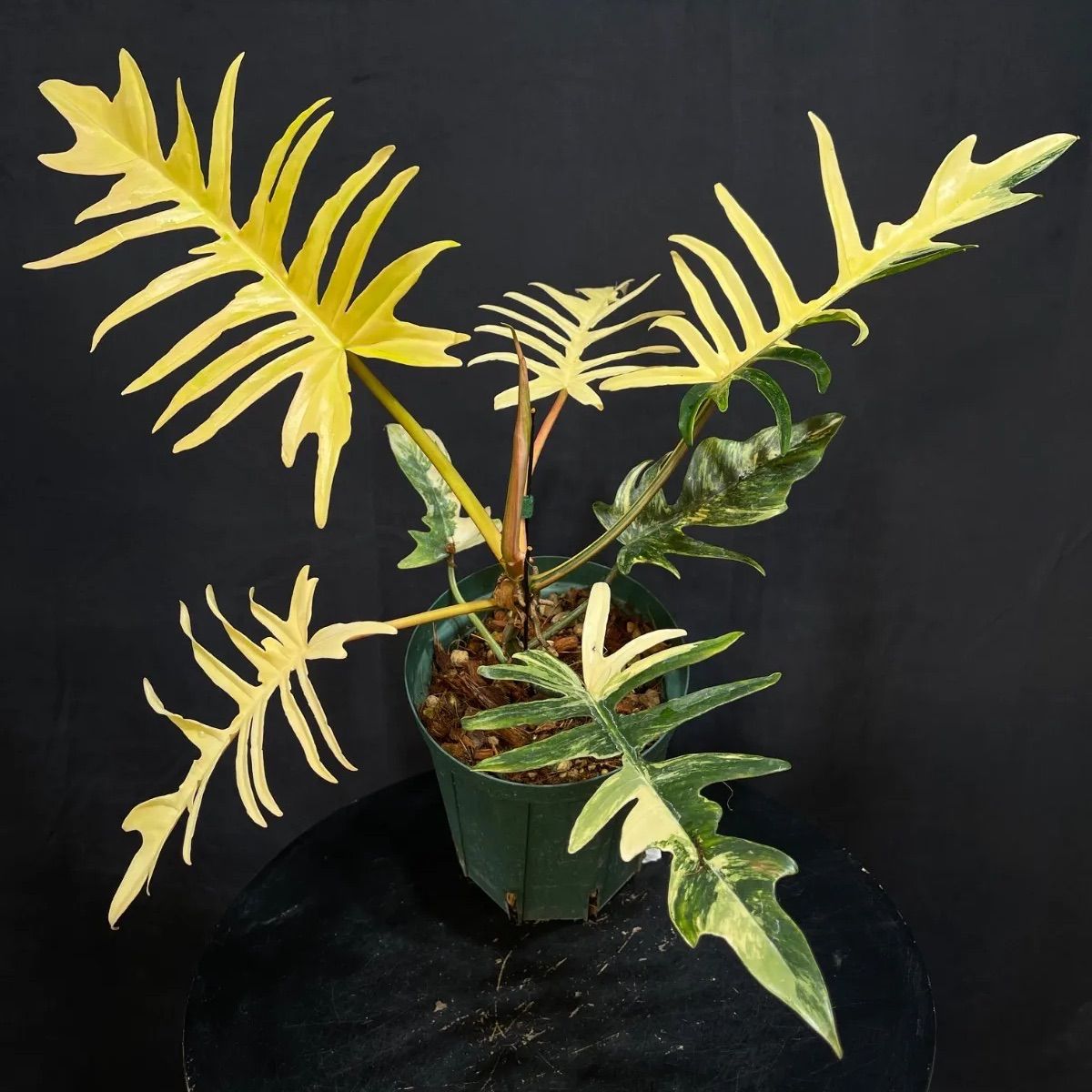 観葉植物 超希少❗️フィロデンドロン イエローフレーム レッドムーン✨