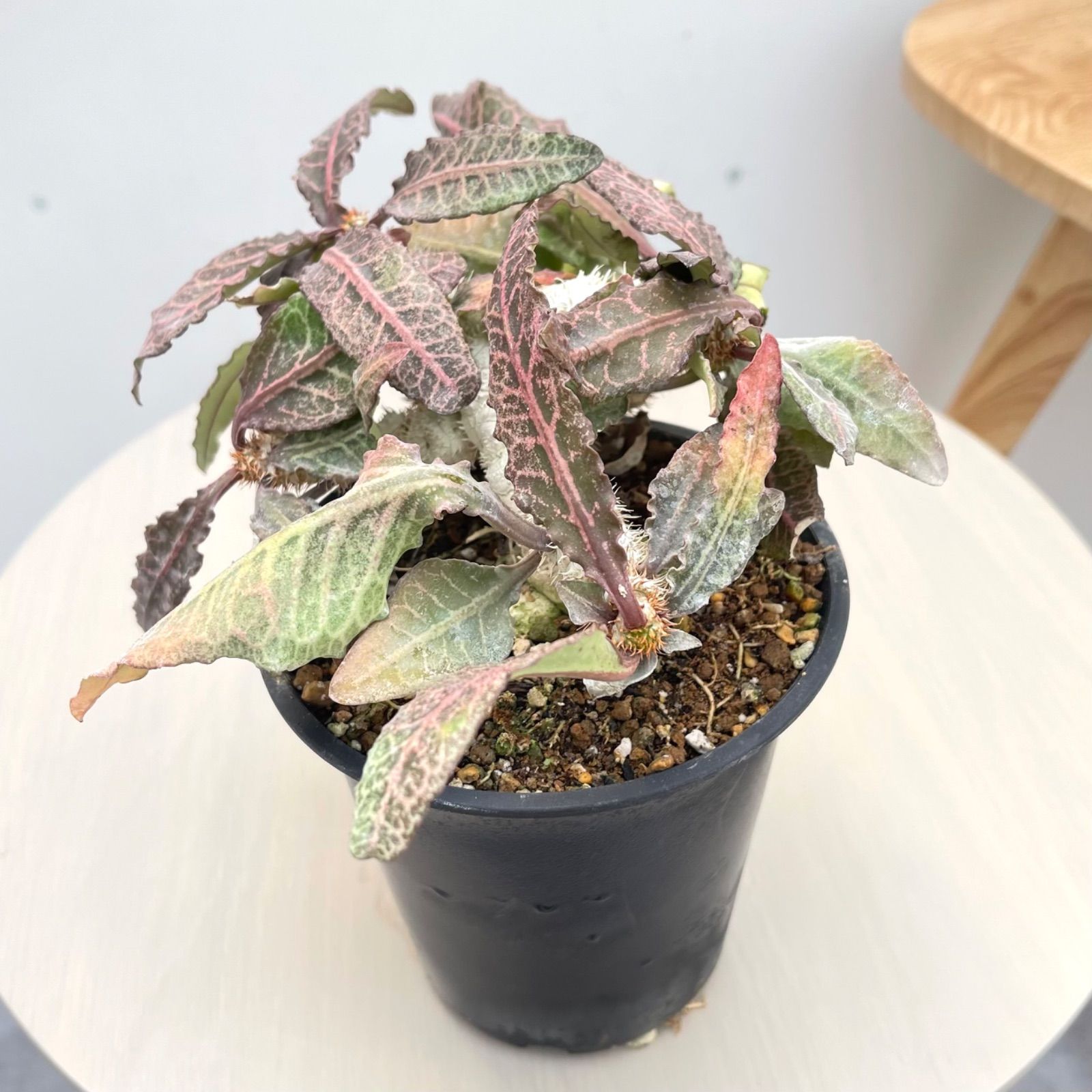 ユーフォルビア フランコイシー【現品】☆希少☆ 塊根植物 観葉植物 4