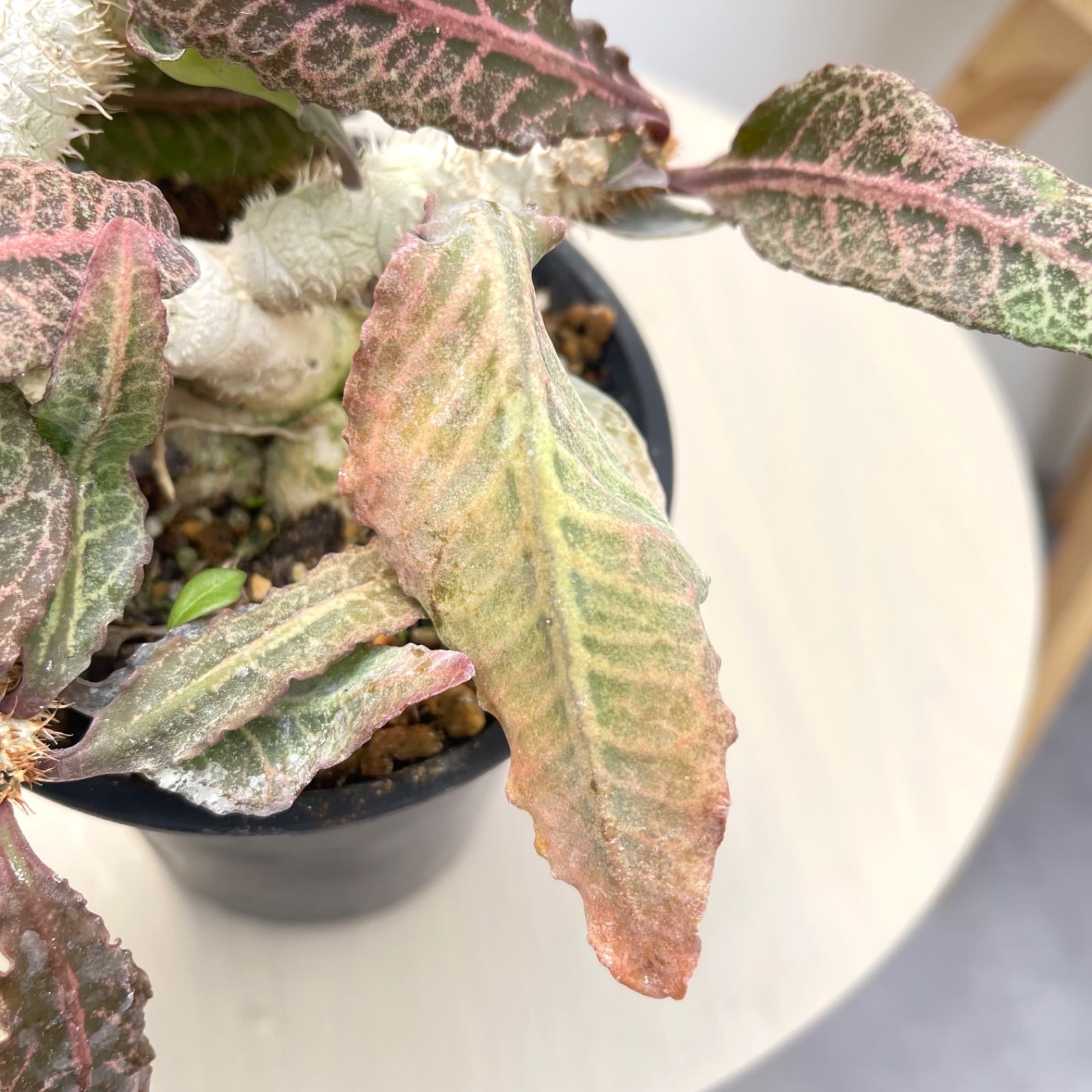 ユーフォルビア フランコイシー【現品】☆希少☆ 塊根植物 観葉植物 4