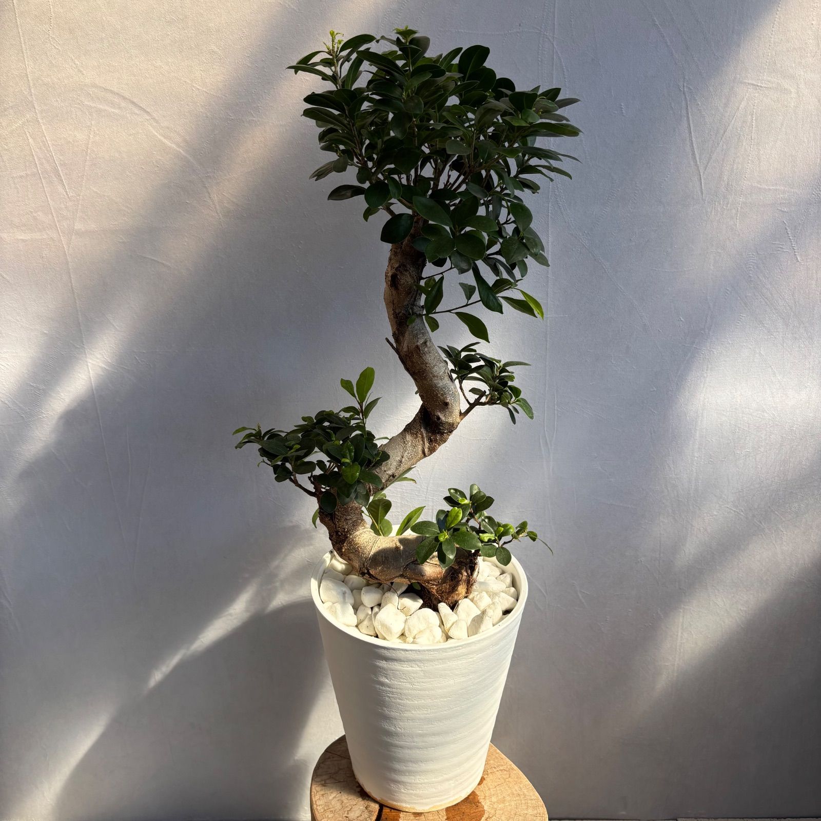 ガジュマル 曲がり 昇り龍 縁起物 開店祝い 観葉植物 - メルカリ