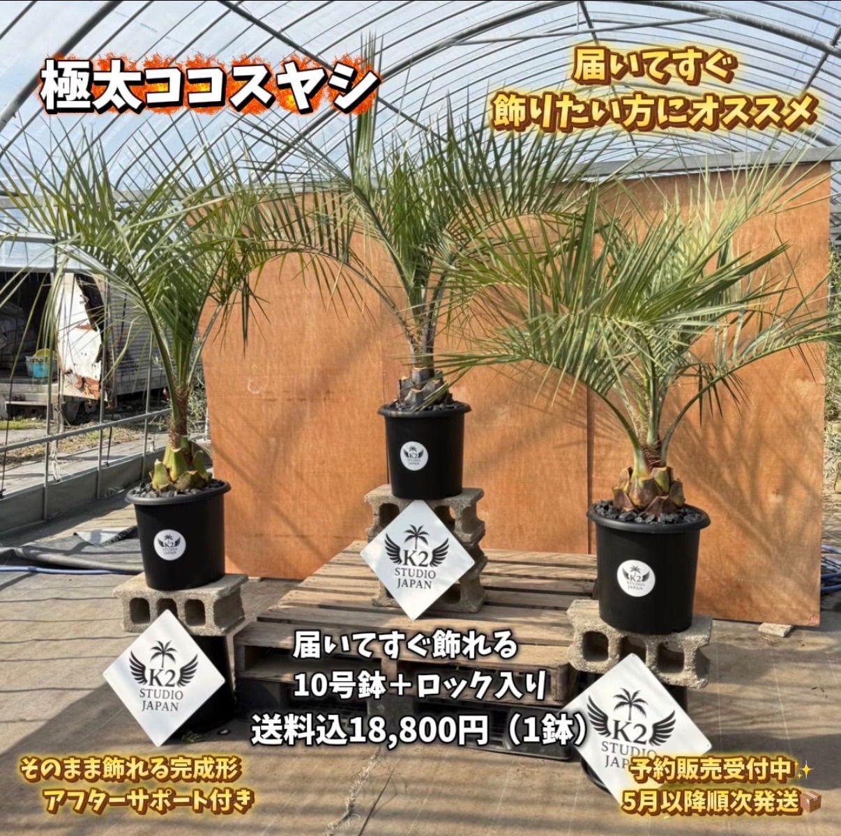 ?【予約販売】極太ココスヤシ 10号鉢 ロック入り? - メルカリ