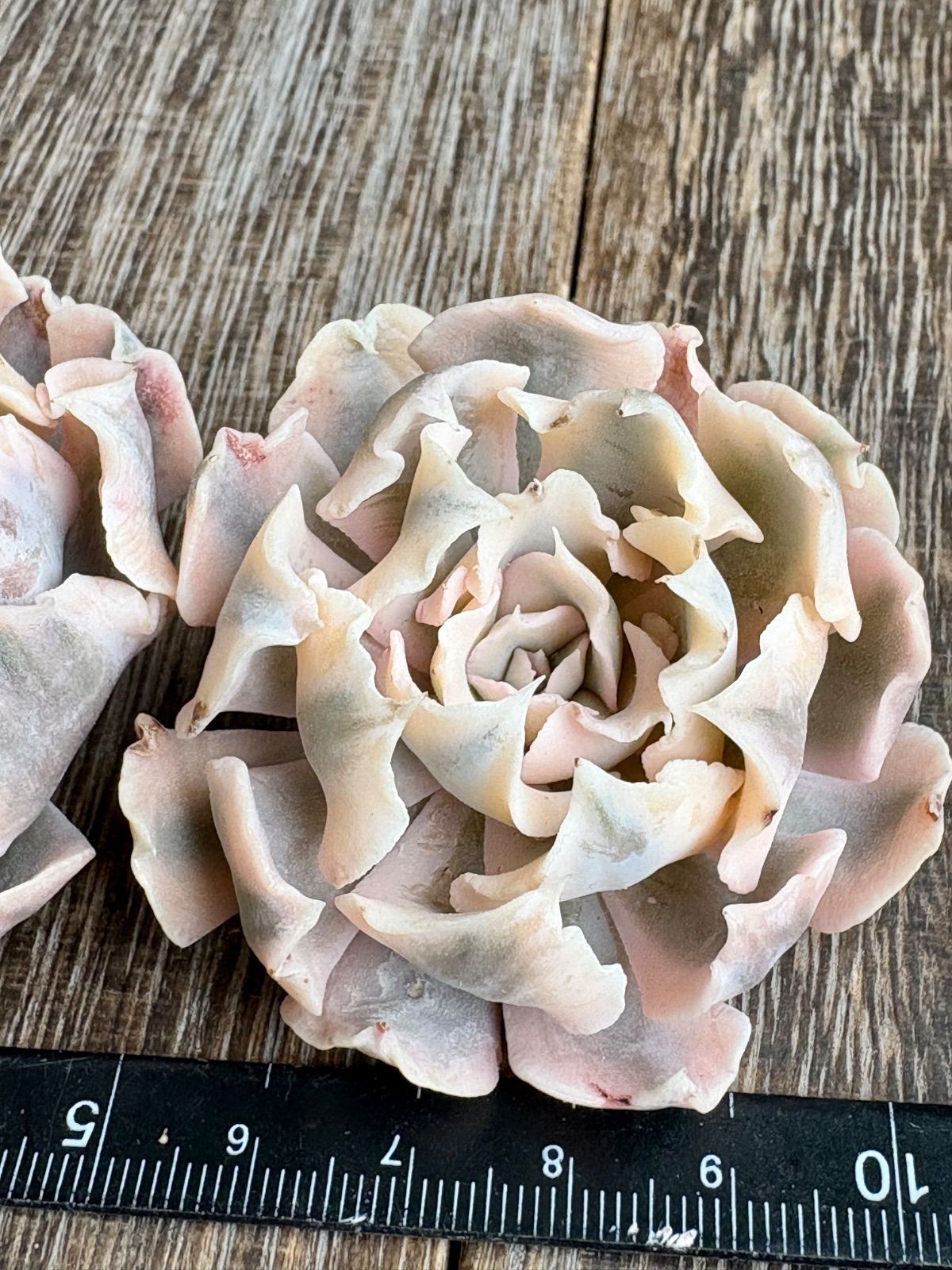 ☆多肉植物 サフラン錦 シャフラン錦 エケベリア 韓国苗