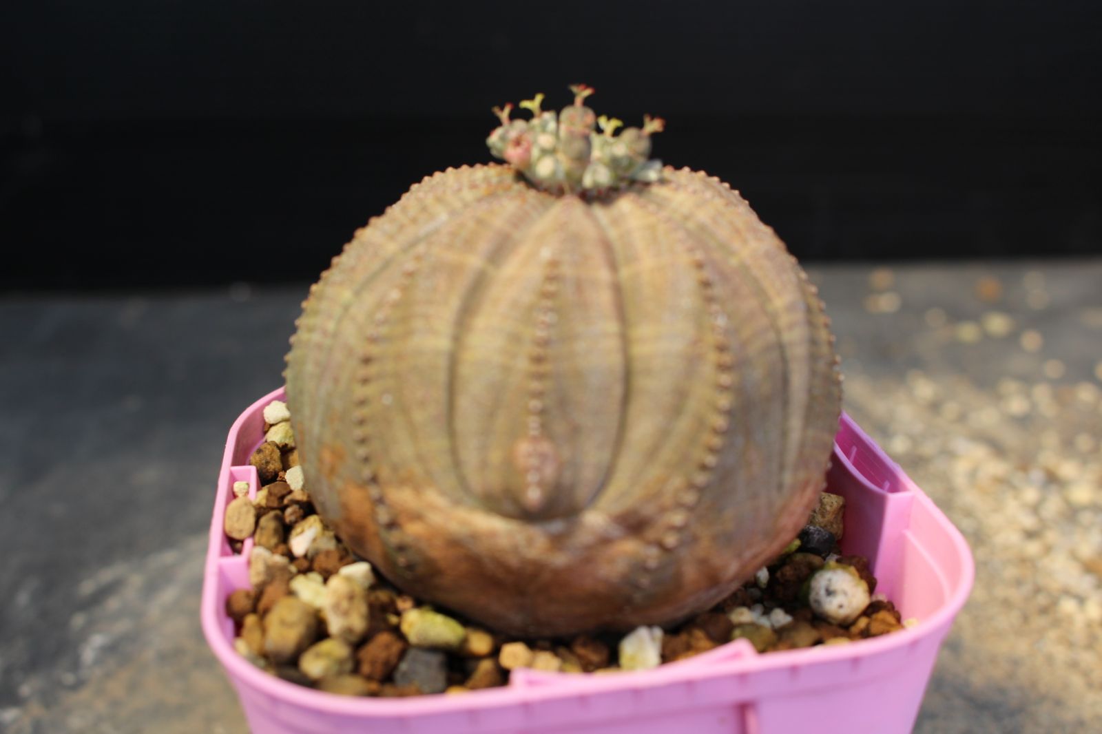 495 ユーフォルビア シンメトリカ 雌株 /Euphorbia obesa ssp