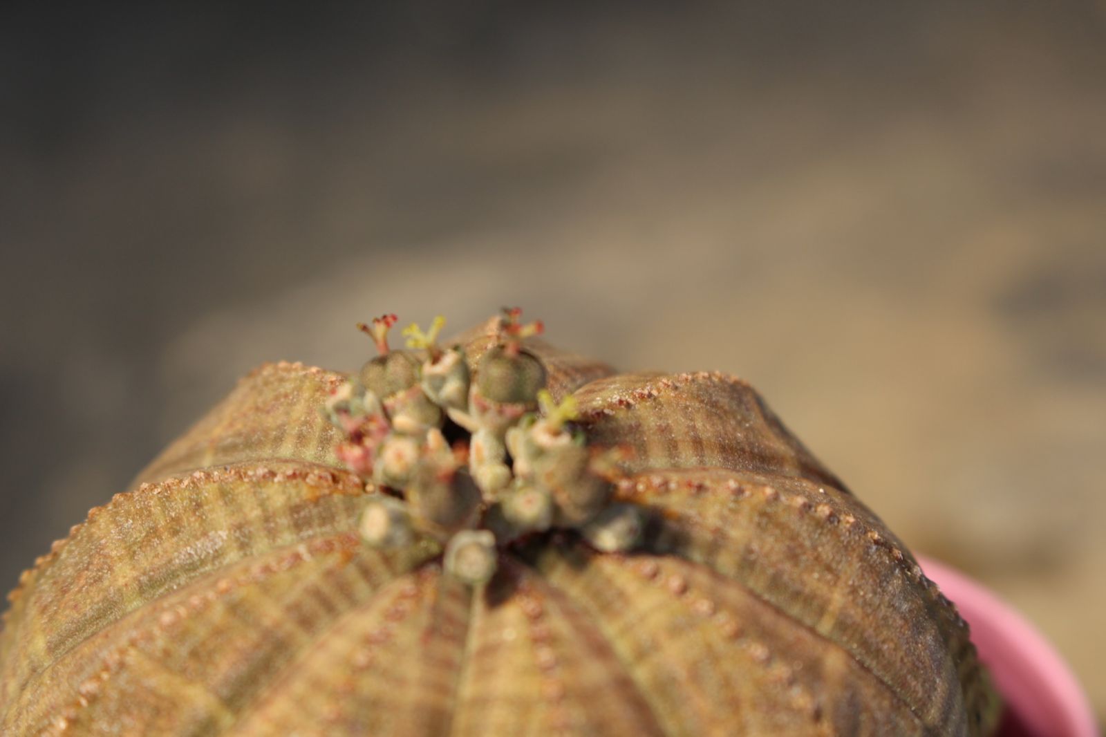 495 ユーフォルビア シンメトリカ 雌株 /Euphorbia obesa ssp